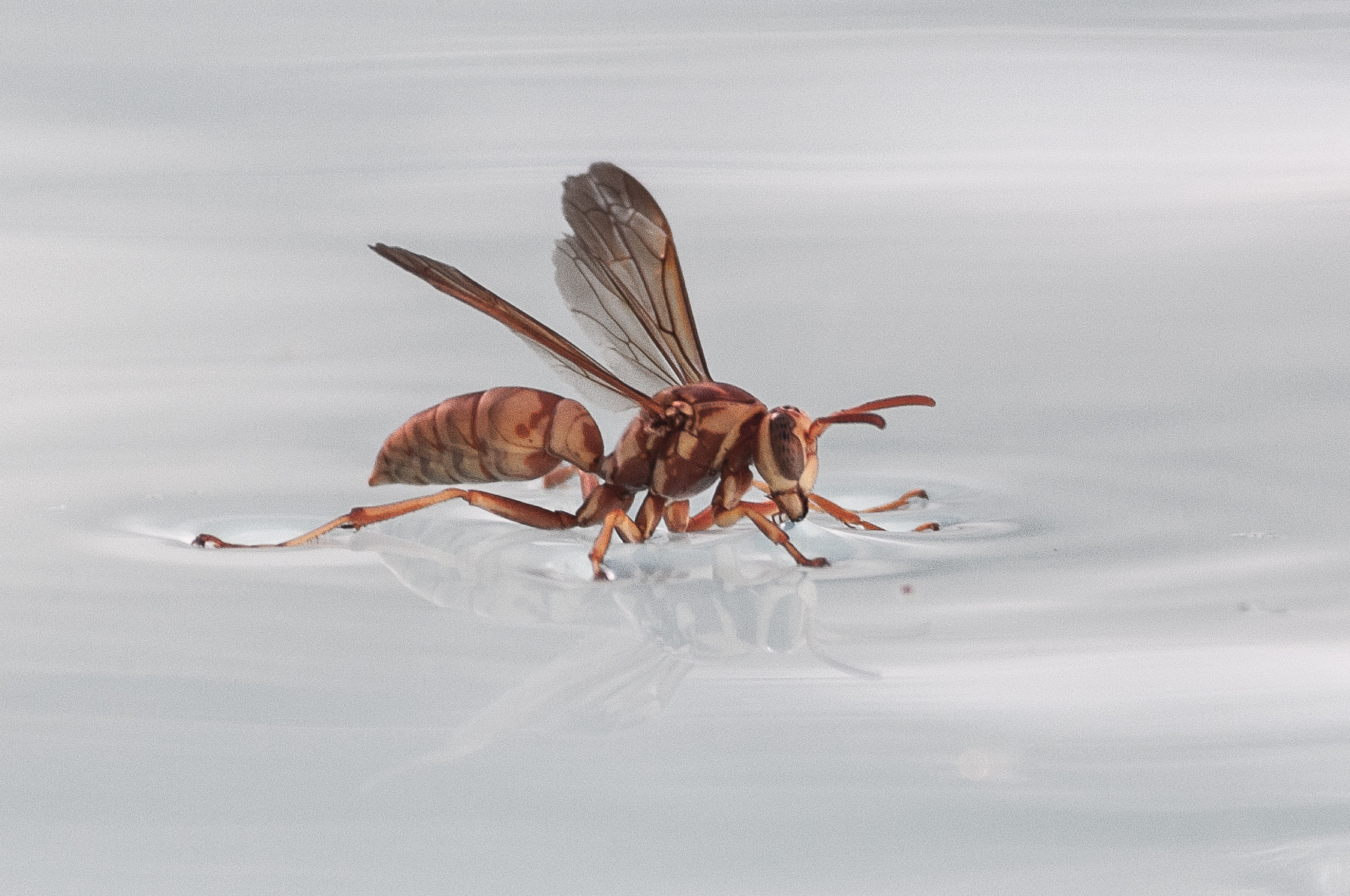 Auto-generated description: A wasp is seen standing on a smooth water surface, creating gentle ripples.
