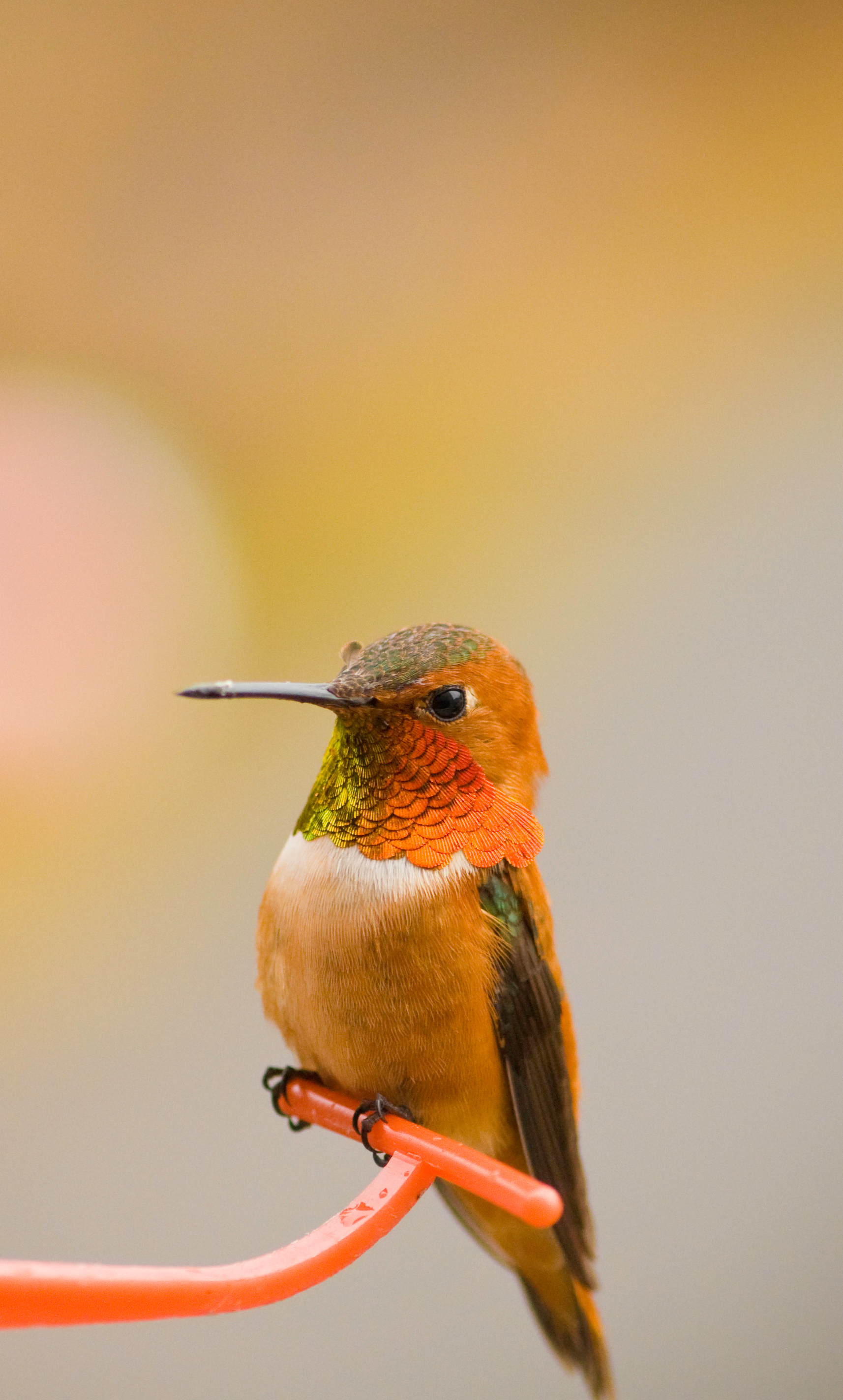 Auto-generated description: A small hummingbird with vibrant orange and green plumage is perched on a thin, curved branch against a blurred background.