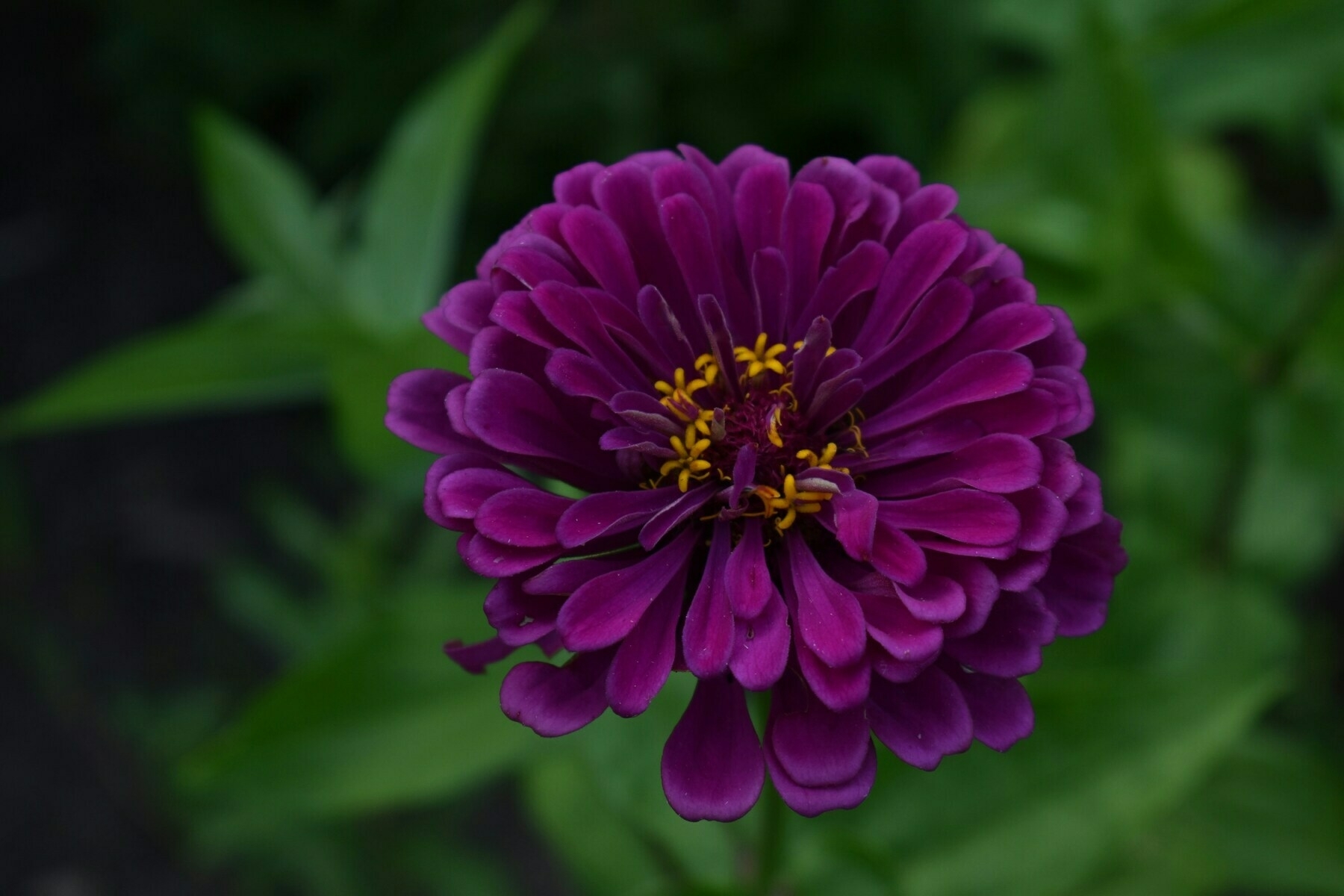 Auto-generated description: A vibrant purple flower with yellow stamens is set against a blurred green background.