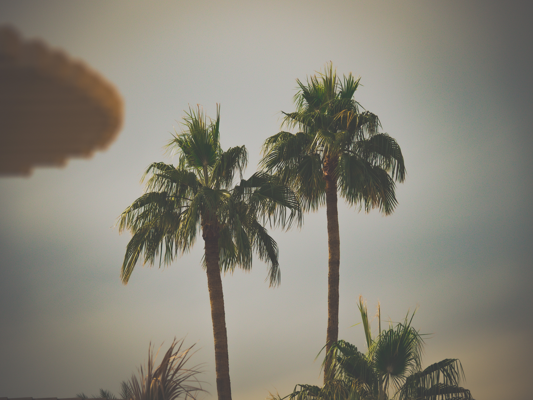 Auto-generated description: Two tall palm trees stand against a cloudy sky.
