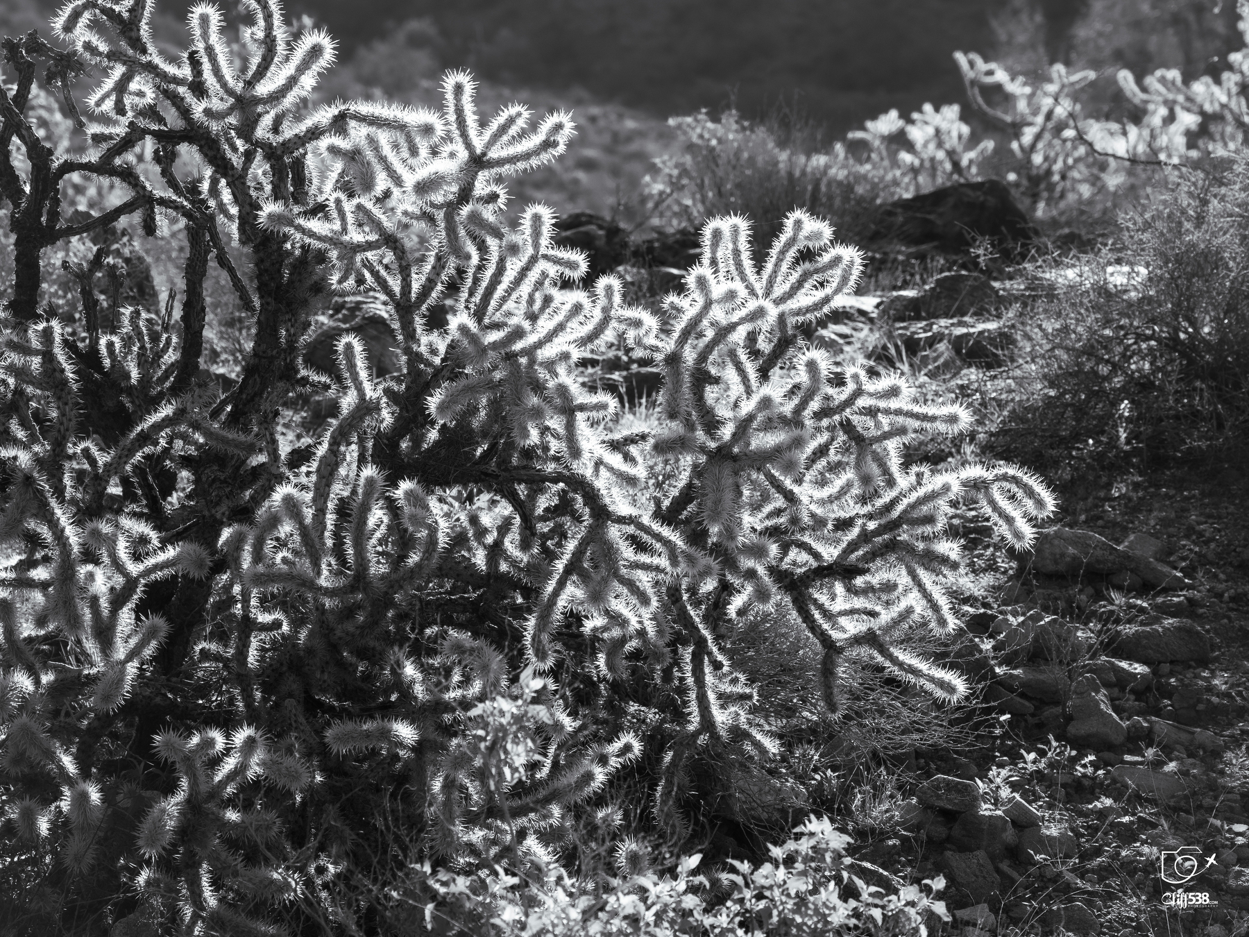 A backlit cactus with spiky branches glows in the sunlight in a desert landscape.
