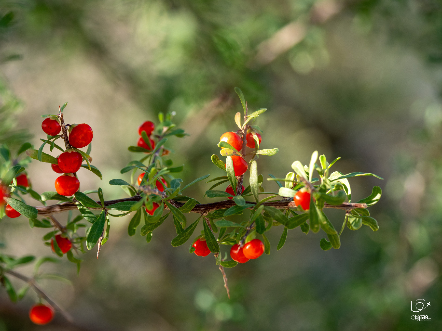 Auto-generated description: A branch laden with vibrant red berries and green leaves is captured in a natural setting.