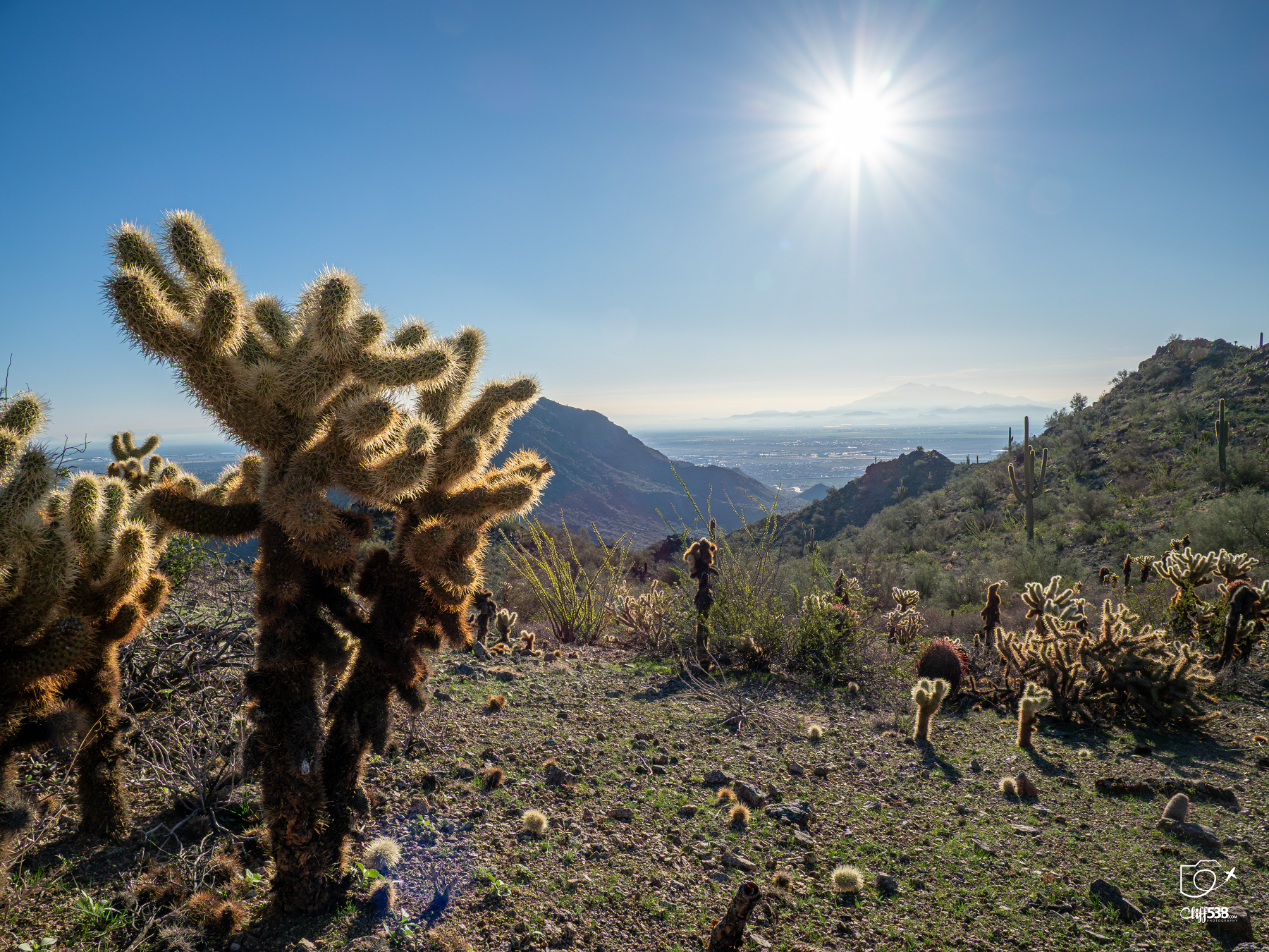 Auto-generated description: A sunlit desert landscape features cacti in the foreground with mountains and a clear blue sky in the background.