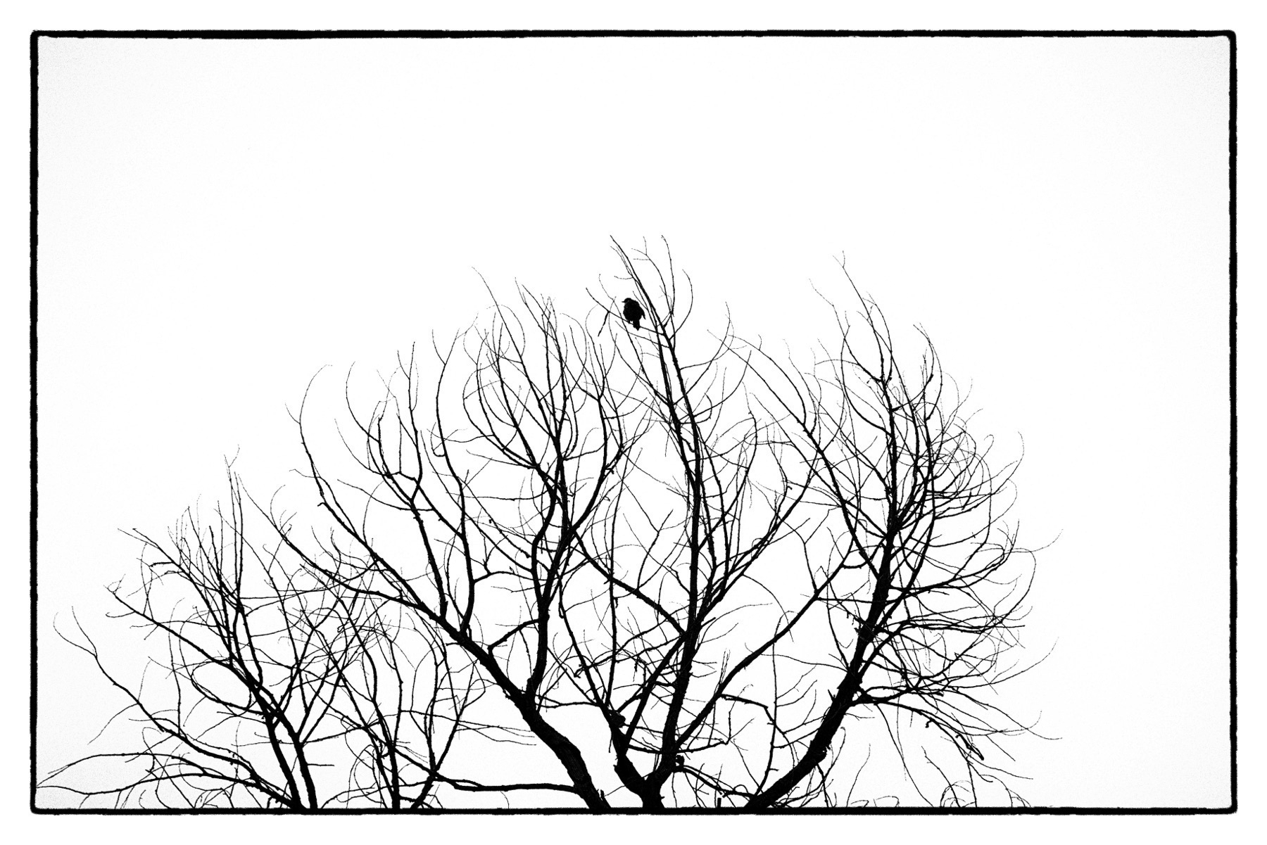 Auto-generated description: A pair of birds sits atop the branches of a bare tree against a plain white background.