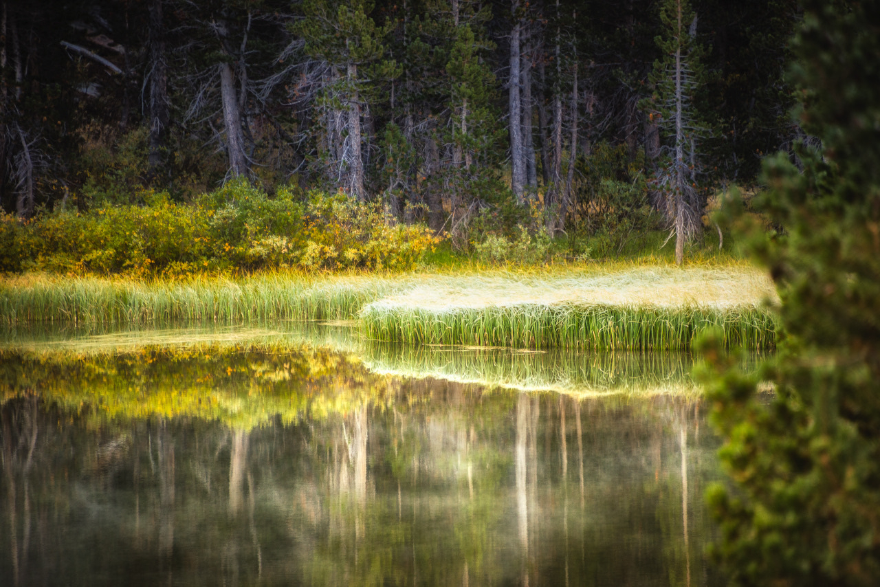 Auto-generated description: A serene forested area is reflected in the calm water, surrounded by lush greenery and tall trees.