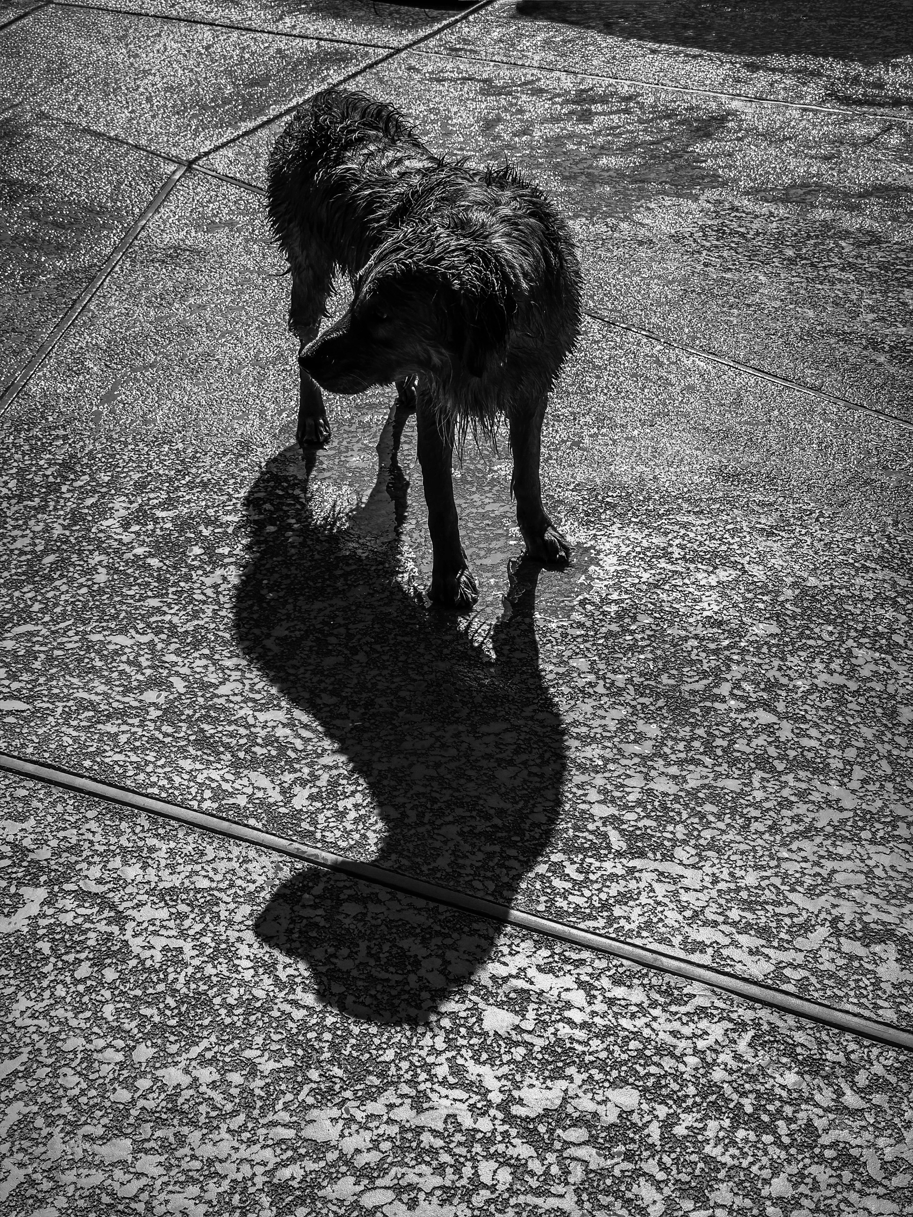 Auto-generated description: A wet dog stands on a textured surface, casting a distinct shadow.