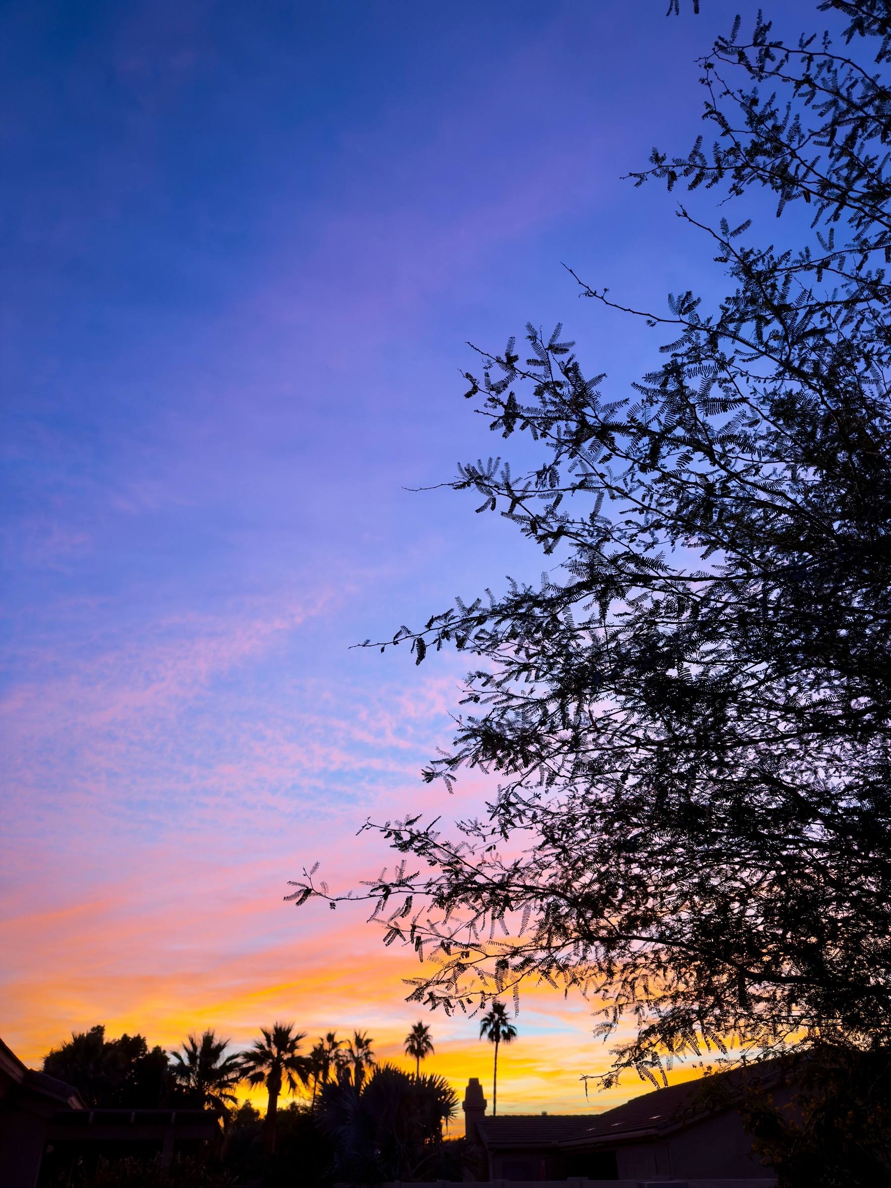Auto-generated description: A tree silhouetted against a vibrant sunset sky with shades of purple and orange.