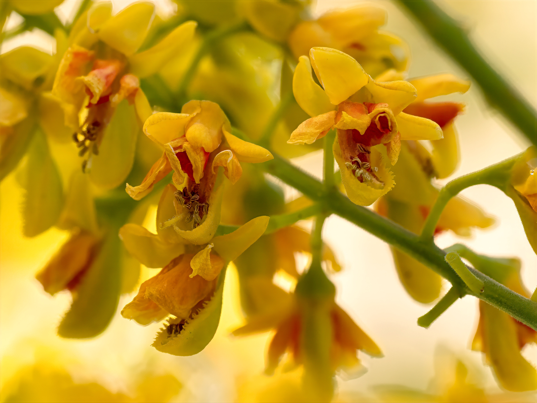 Auto-generated description: Bright yellow flowers with delicate petals and intricate stamen formations are closely clustered together.