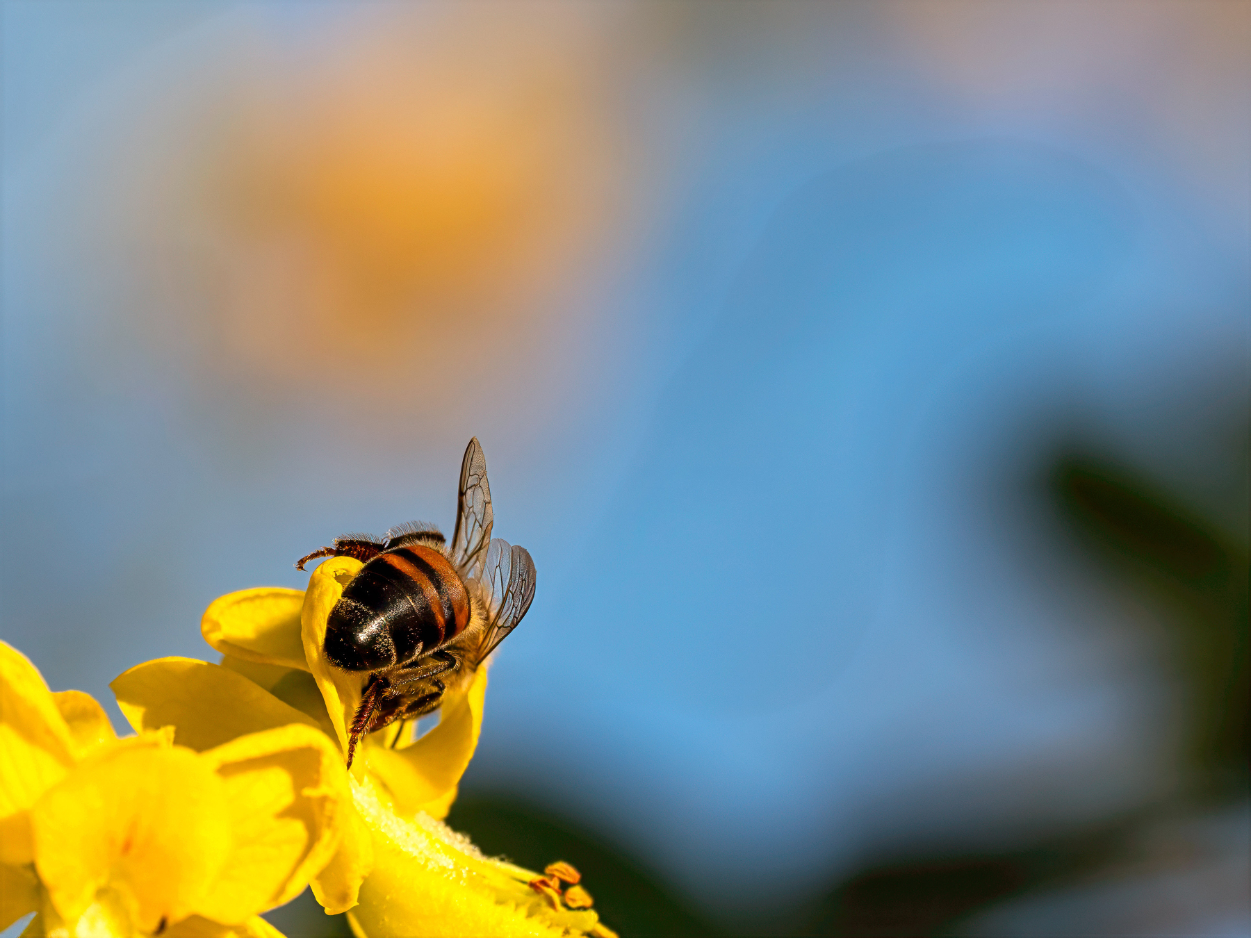 Auto-generated description: A bee is perched on a vibrant yellow flower against a blurred blue background.