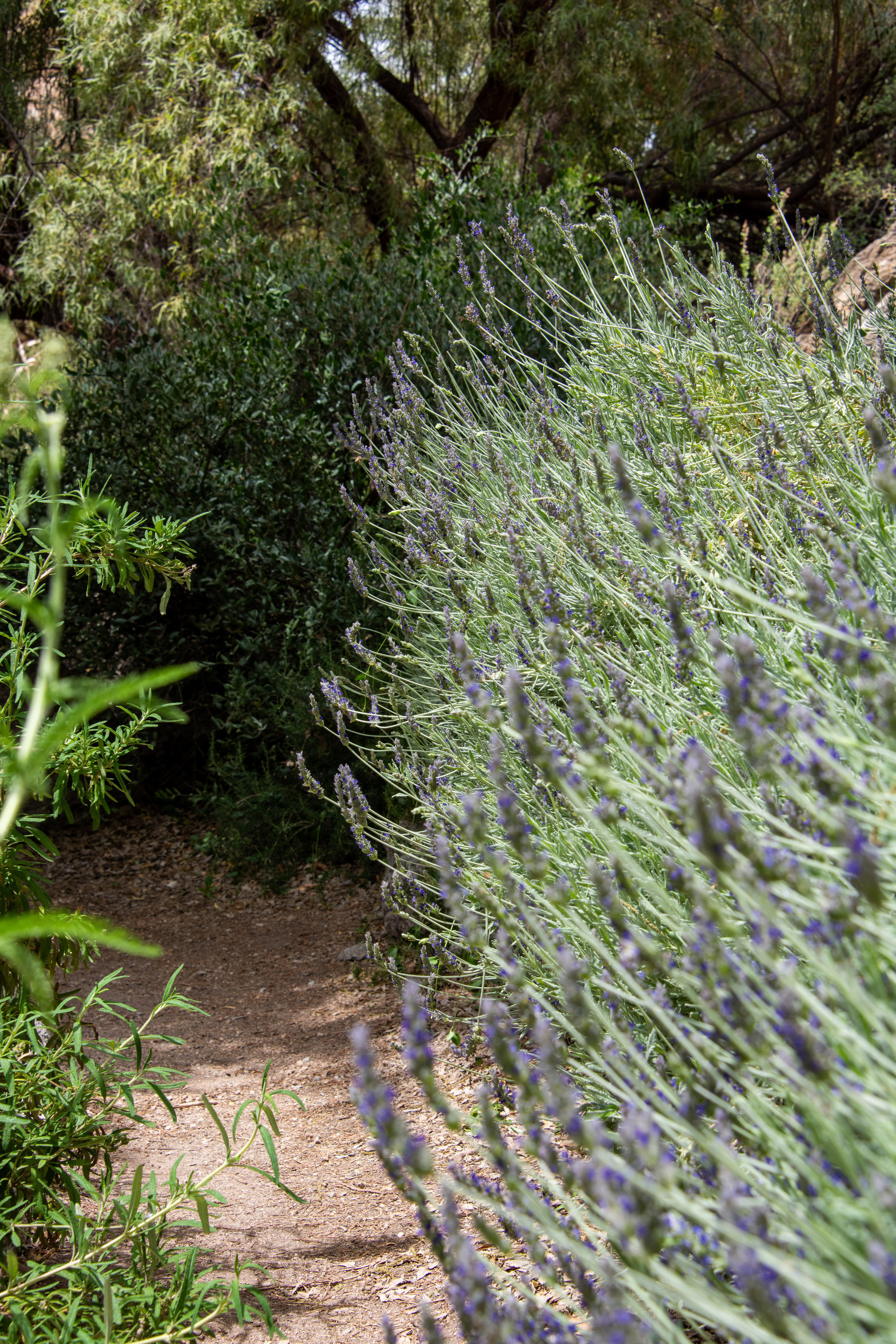 Auto-generated description: A narrow dirt path winds through a lush garden with dense greenery and flowering lavender on one side.