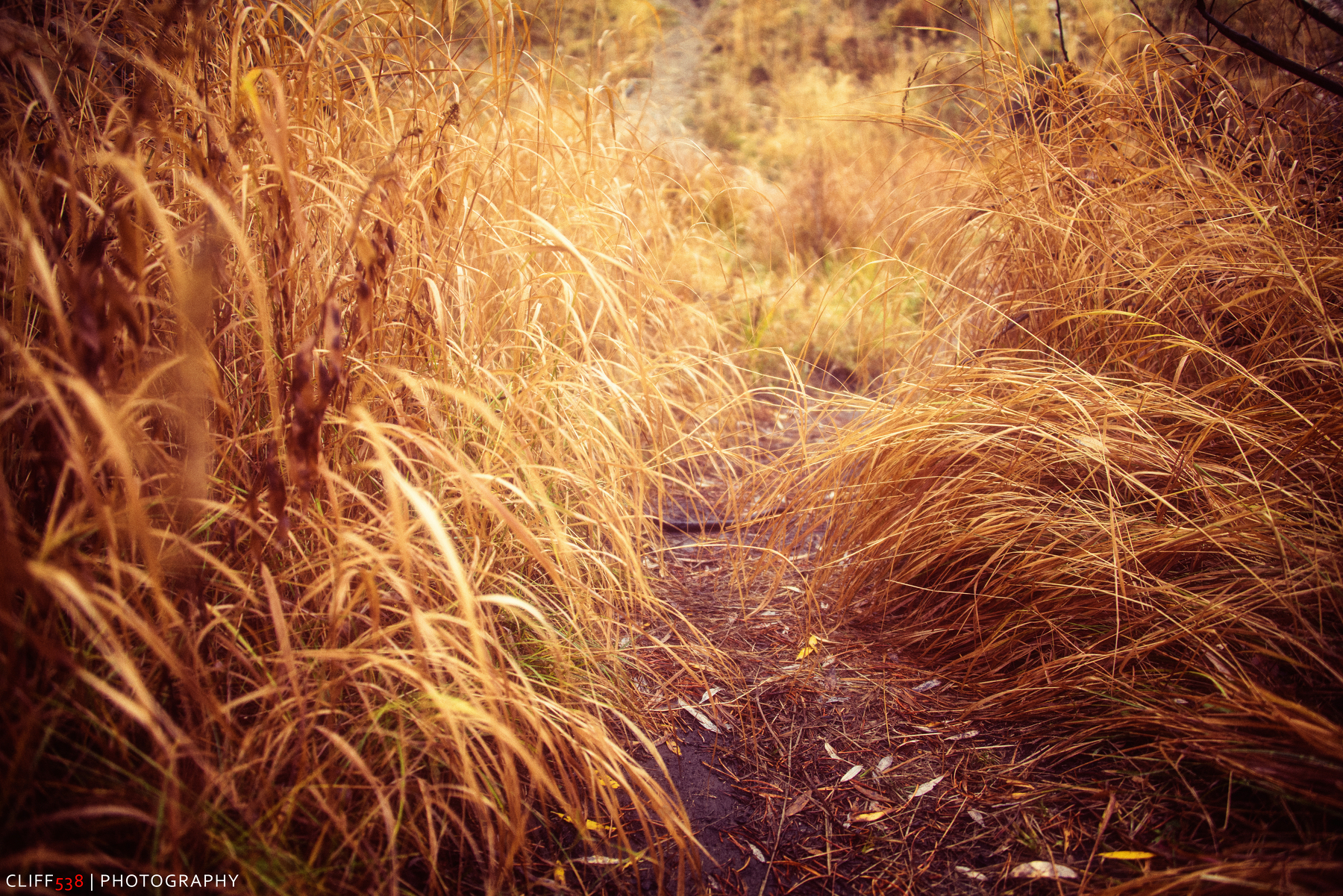 Auto-generated description: A narrow dirt path winds through tall, golden autumn grasses.