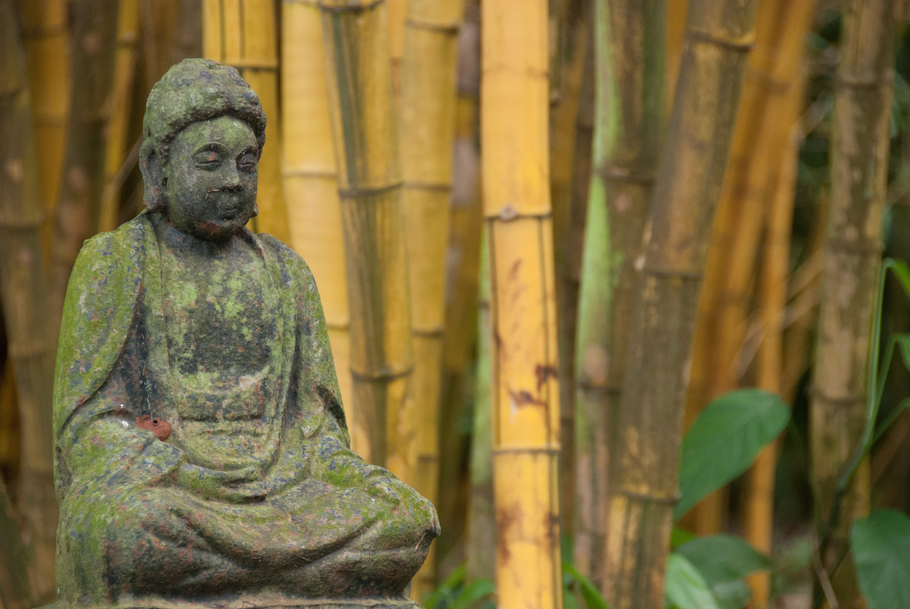 Auto-generated description: A moss-covered Buddha statue is seated in front of a backdrop of tall bamboo stalks.