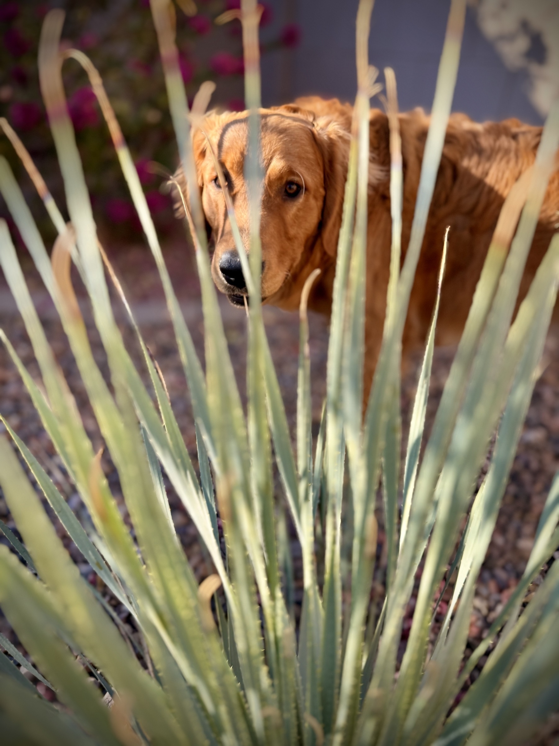 Golden Retriever Puppy looking thru a cactus