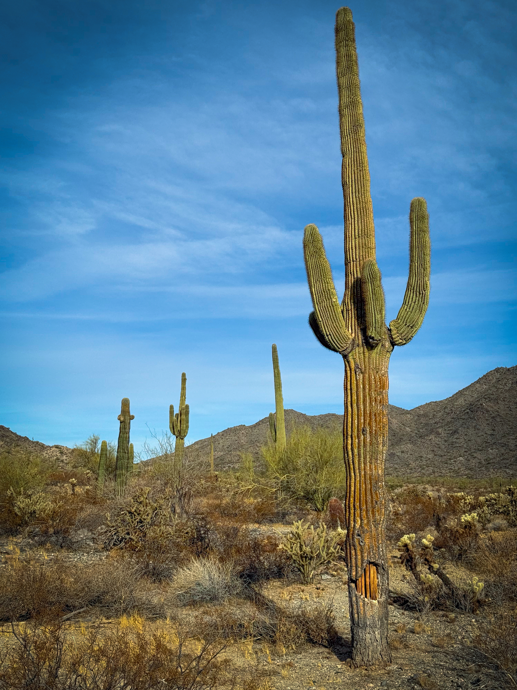 Auto-generated description: Tall cacti stand in a desert landscape under a clear blue sky, with distant mountains in the background.