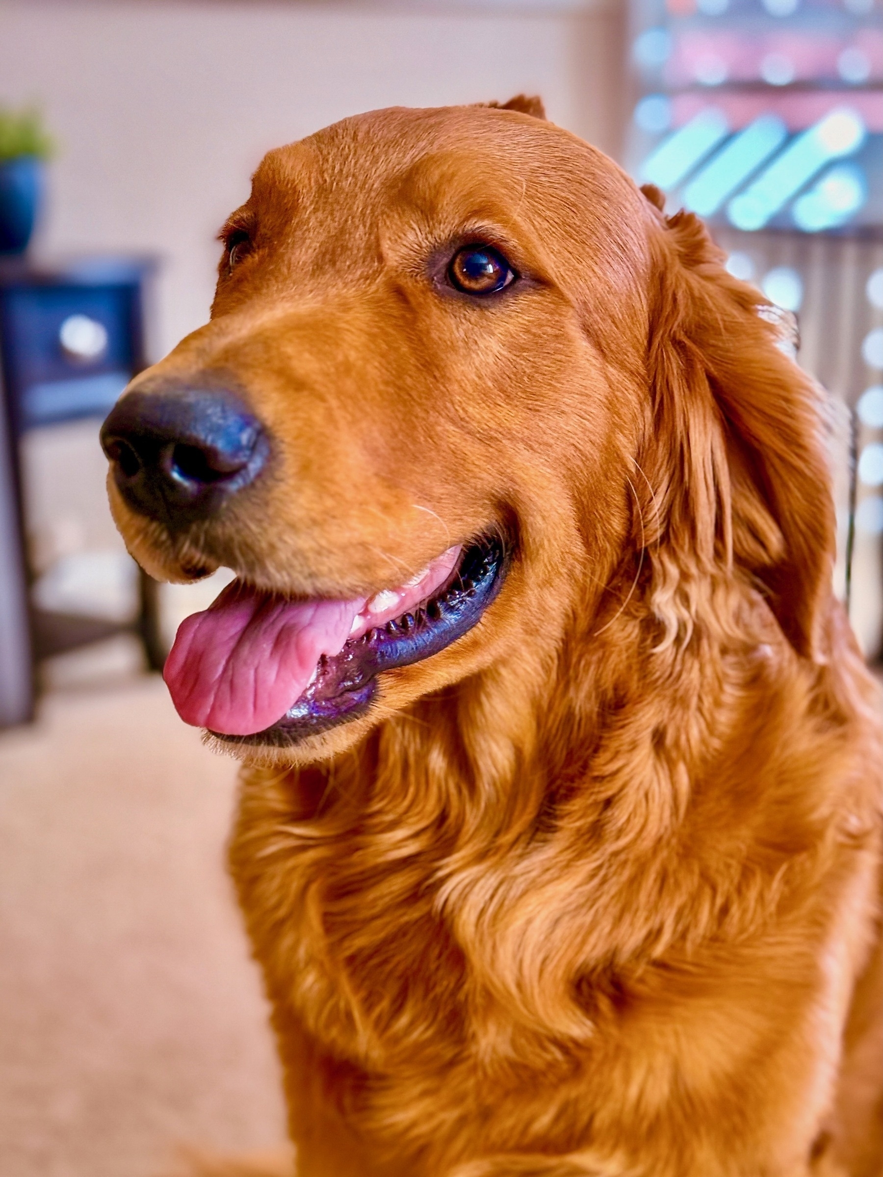 Portrait picture of a golden retriever puppy