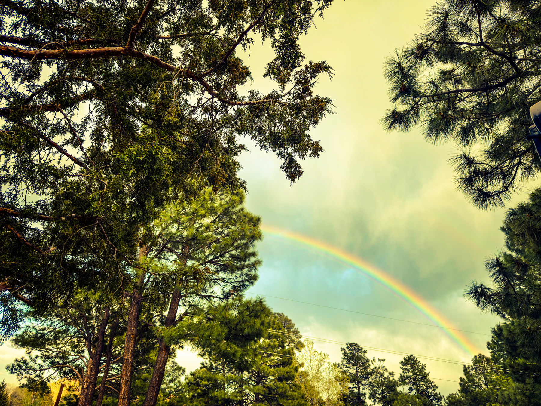 Auto-generated description: A vibrant rainbow arches across the sky, framed by lush green pine trees.