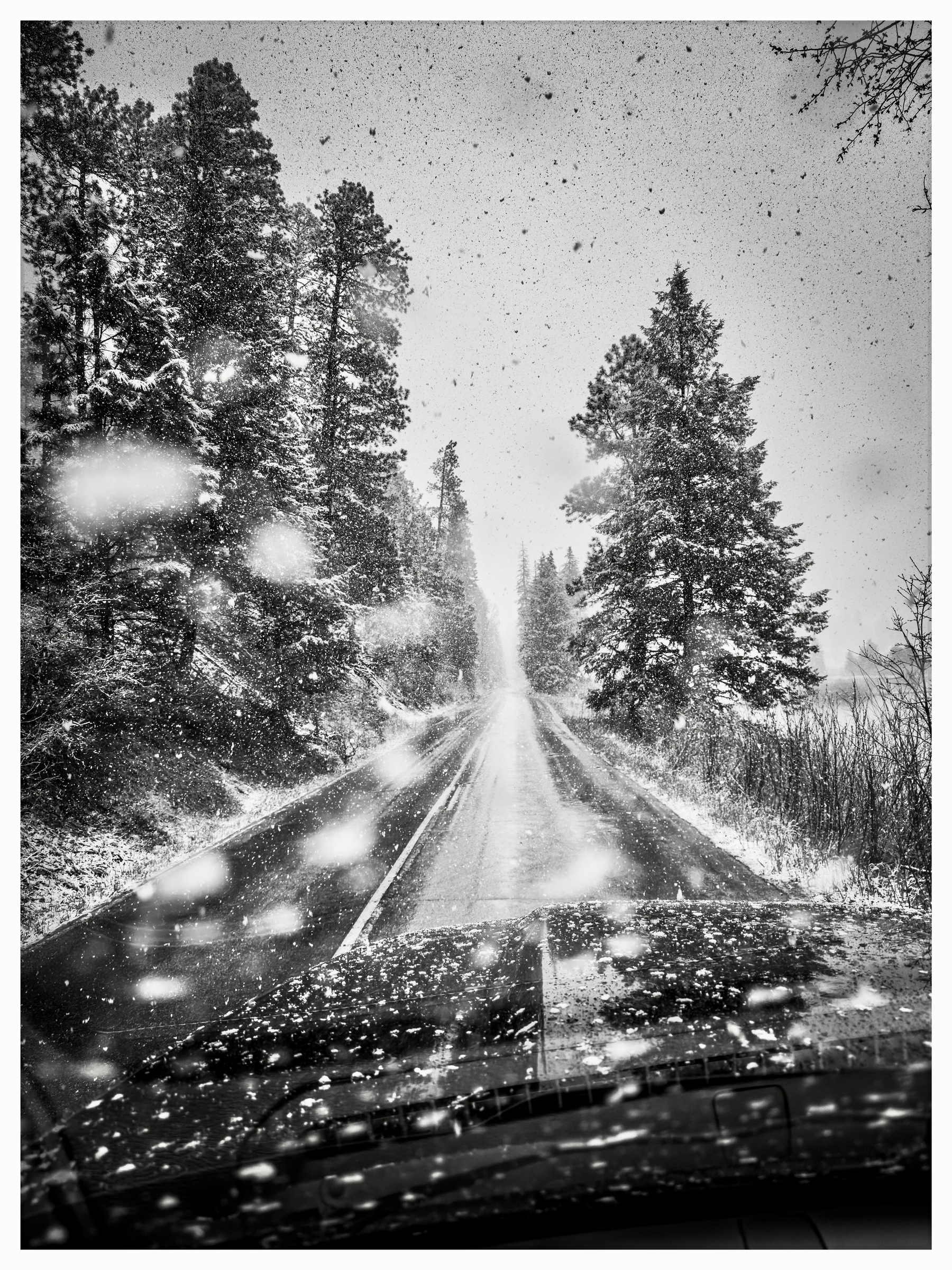 Auto-generated description: A snowy road lined with tall trees is seen from inside a moving vehicle, creating a wintry scene.