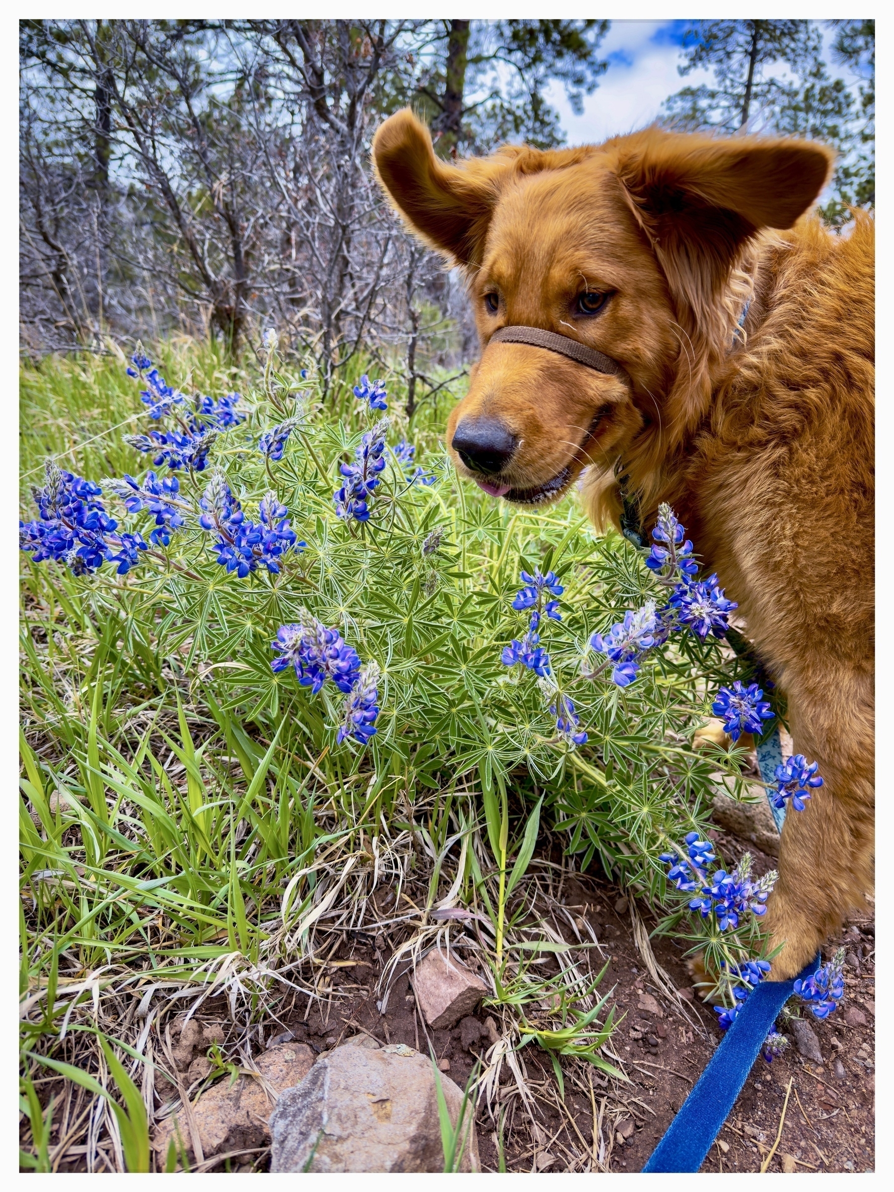 Auto-generated description: A dog with a leash is sniffing blue wildflowers in a wooded area.