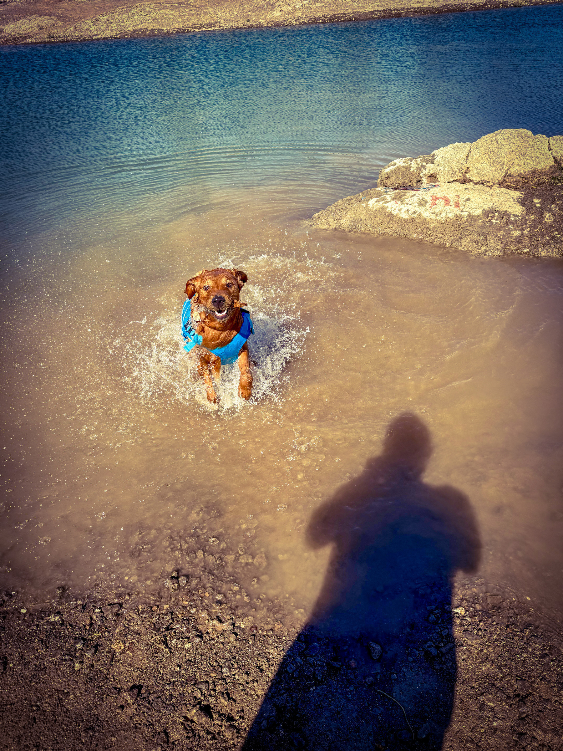 Auto-generated description: A dog wearing a blue life jacket joyfully runs through shallow water near a rocky shore under the sunlit sky, with a human shadow cast on the ground.