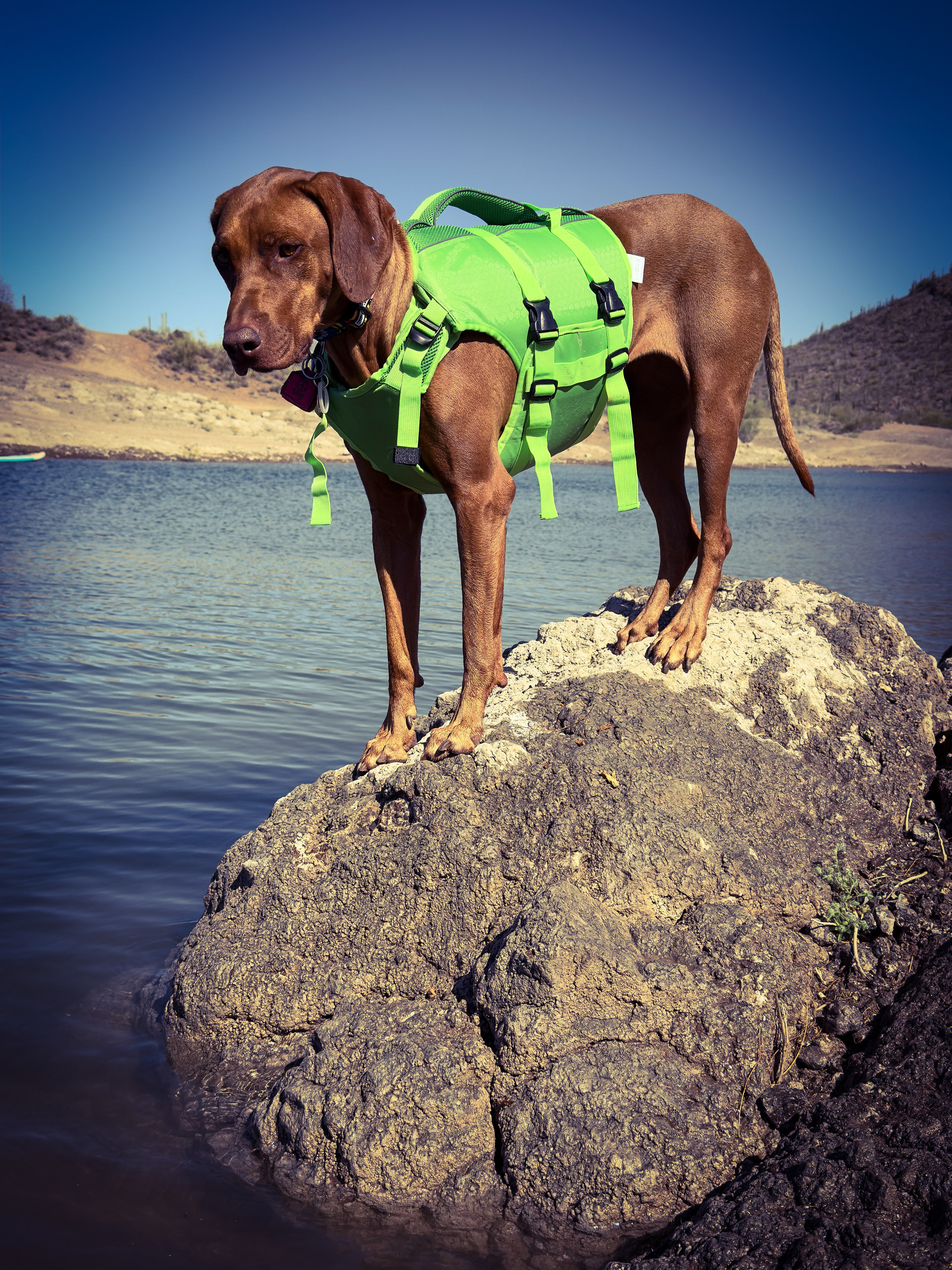 Auto-generated description: A dog wearing a bright green life jacket stands on a rock by a lake.