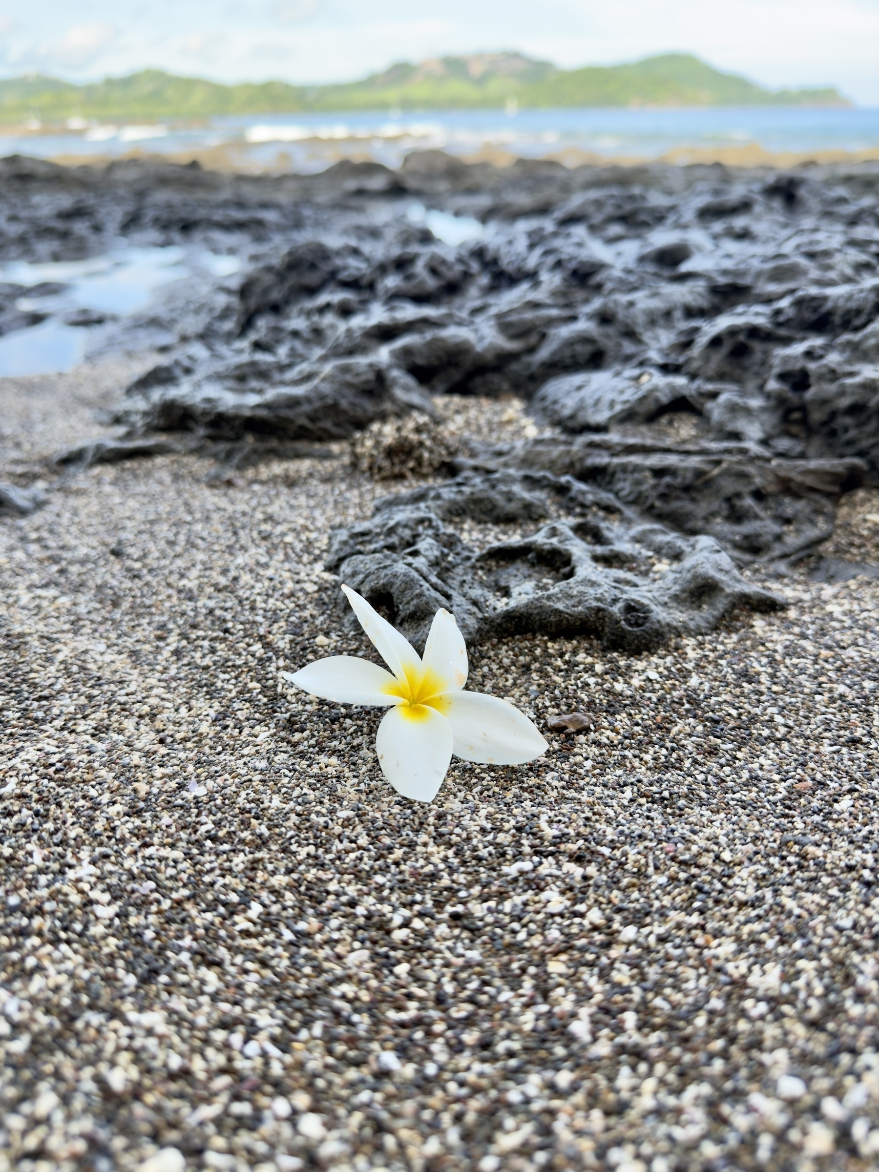 Auto-generated description: A white flower lies on sandy ground with rocks nearby and a distant view of water and mountains.