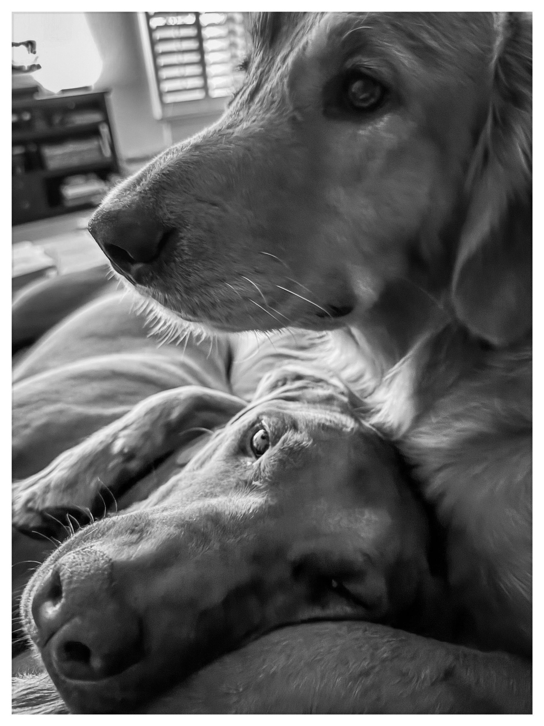 Auto-generated description: Two dogs lying closely together in a cozy, black-and-white setting.