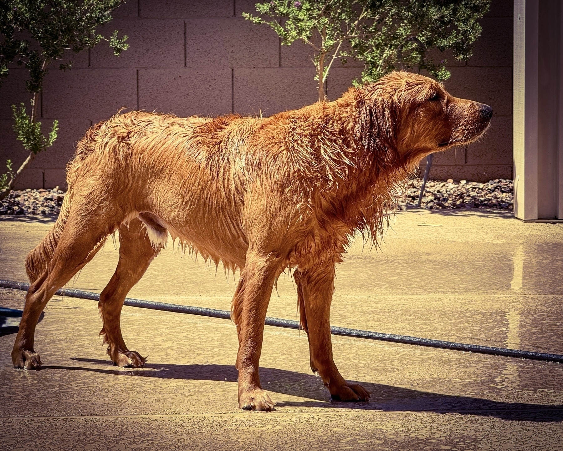 Auto-generated description: A wet dog stands on a sunlit patio with a garden hose nearby.