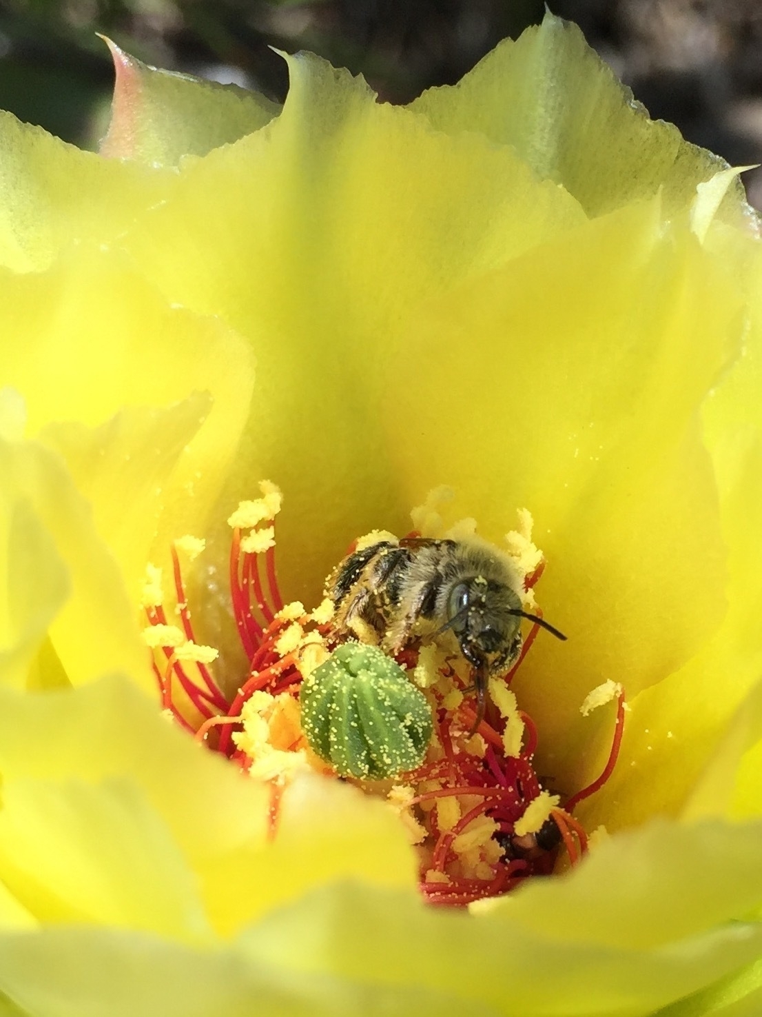 Auto-generated description: A bee is collecting pollen inside a vibrant yellow flower.