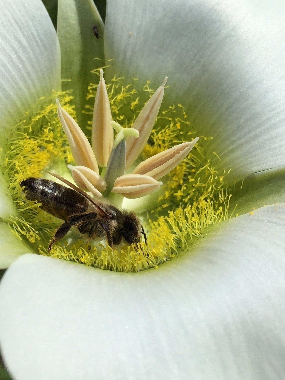 Auto-generated description: A bee is gathering nectar from the center of a white flower with a cluster of yellow stamens.