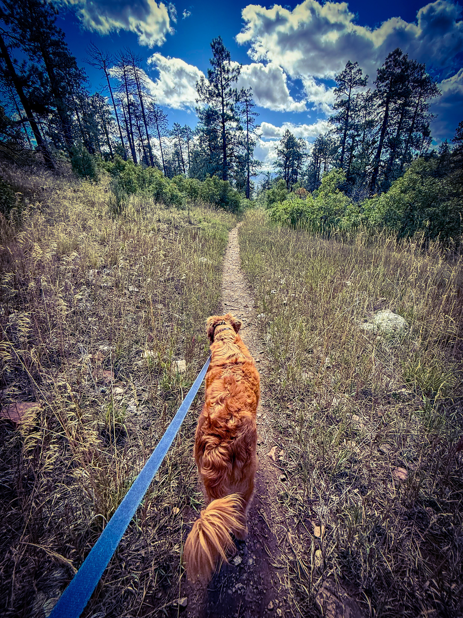 Auto-generated description: A dog on a leash is walking along a narrow dirt path surrounded by tall grass and trees under a partly cloudy sky.