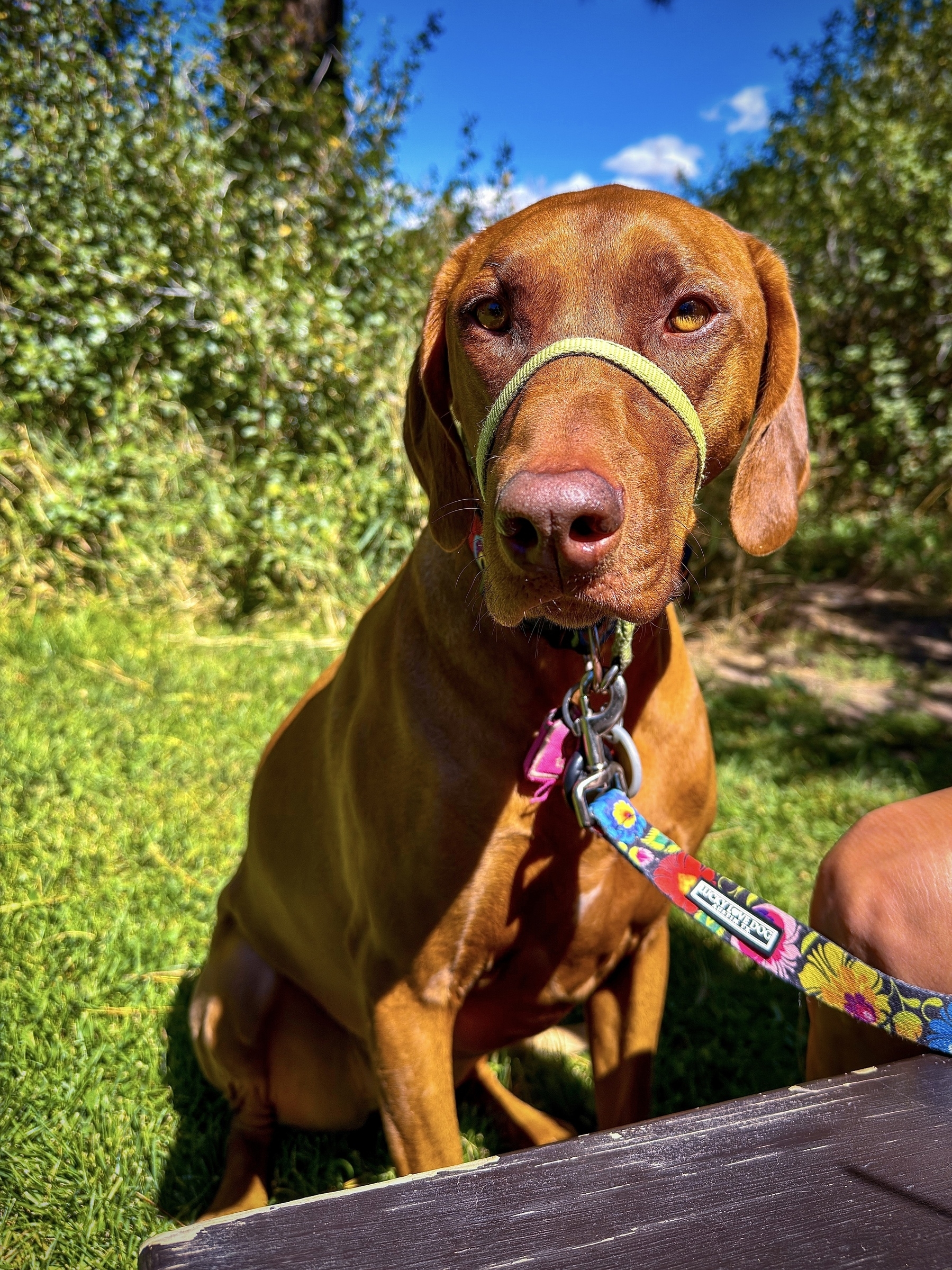 Auto-generated description: A brown dog with a gentle leash sits on the grass next to a table in a sunny outdoor setting.