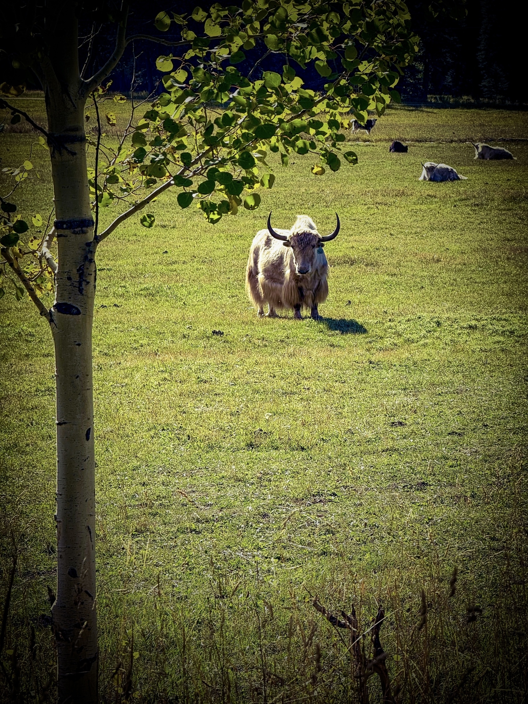 Auto-generated description: A white yak stands in a grassy field with a thin tree in the foreground and additional yaks resting in the background.