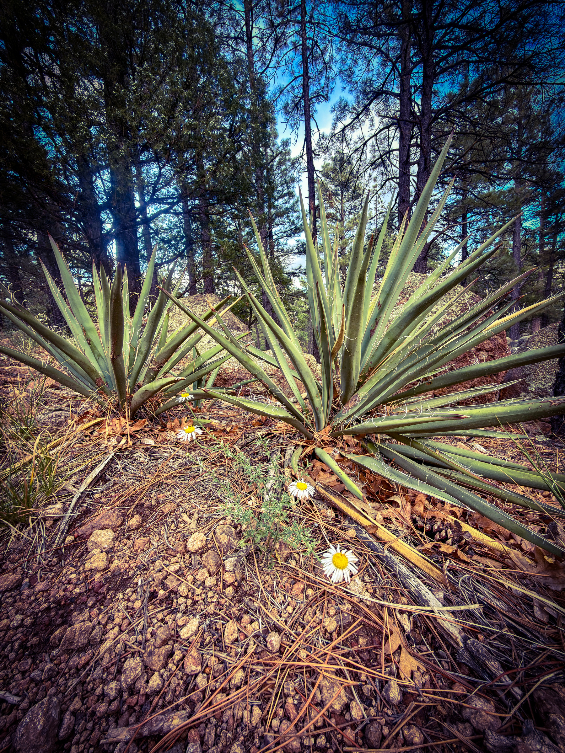 Auto-generated description: Spiky agave plants grow among small daisies in a forested area with a bright blue sky above.