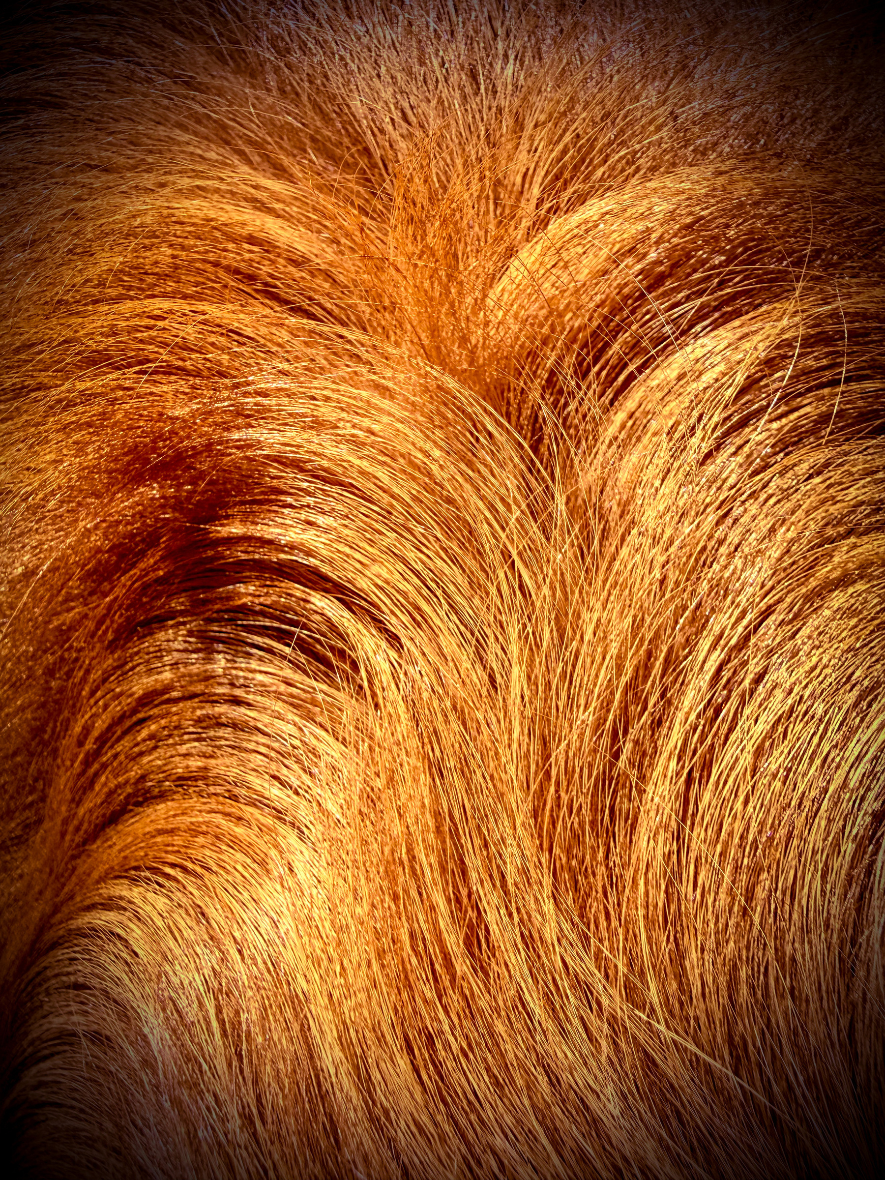 Auto-generated description: A close-up view of rich, reddish-brown animal fur with a swirling pattern.