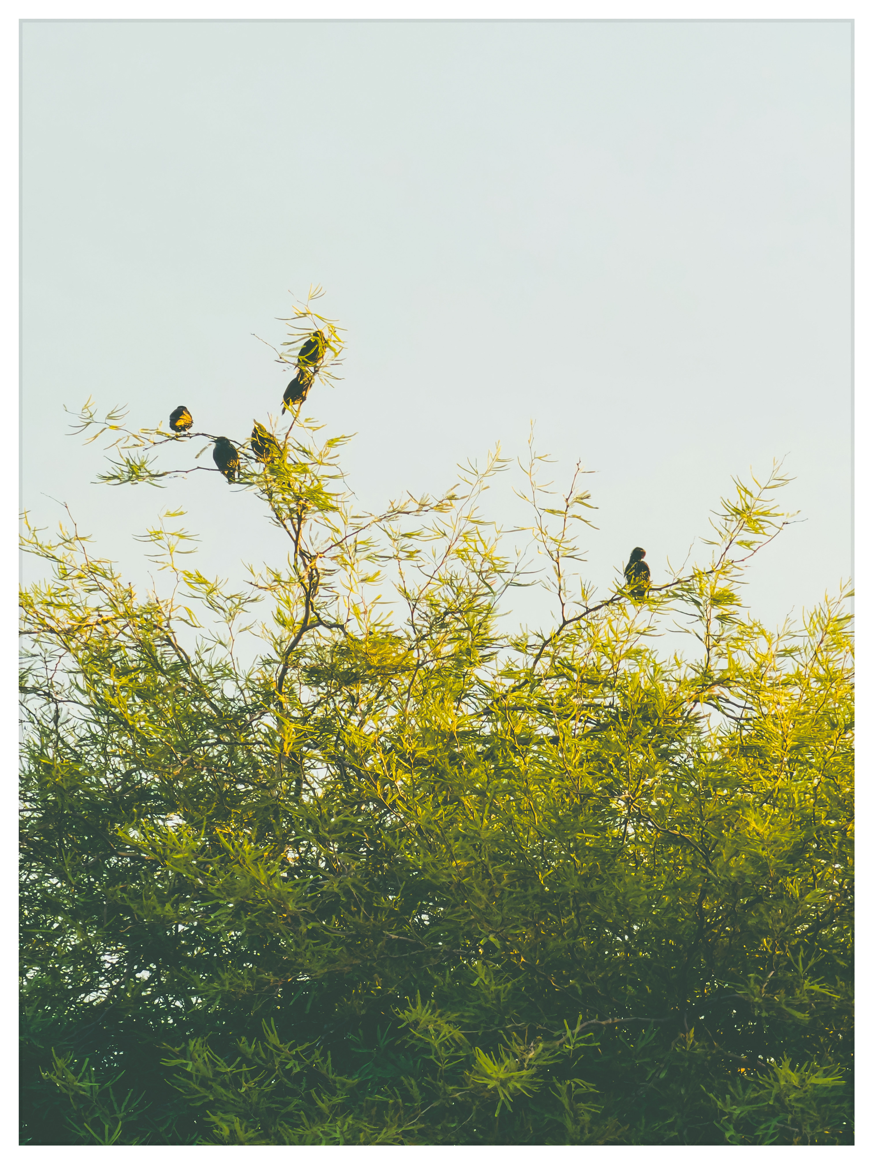 Auto-generated description: A group of birds is perched on the branches of a leafy tree against a clear sky.