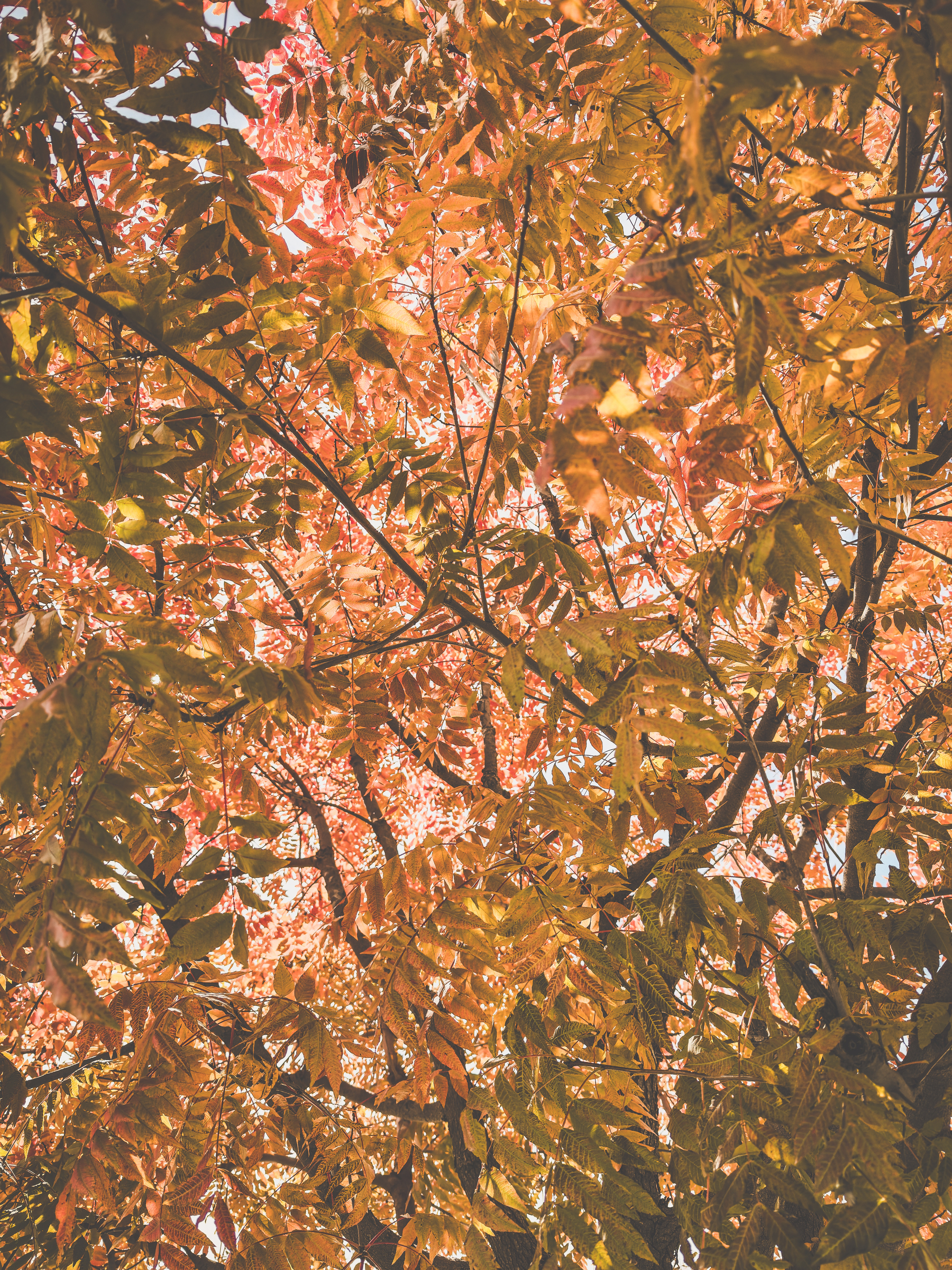 Auto-generated description: Golden brown leaves fill the scene, with sunlight filtering through the branches.