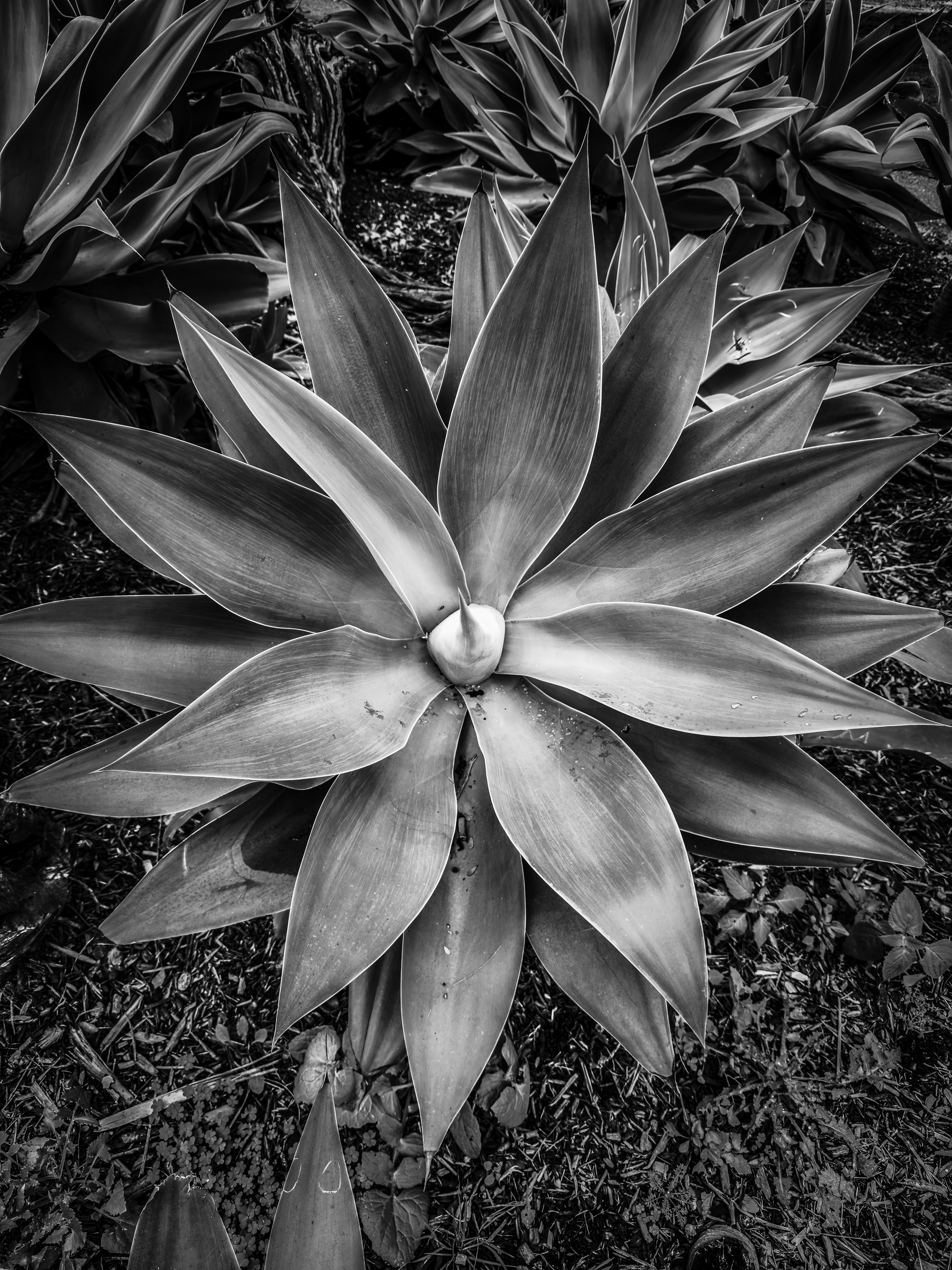 Auto-generated description: A black and white photo of a large succulent plant with pointed, symmetrical leaves radiating from the center.