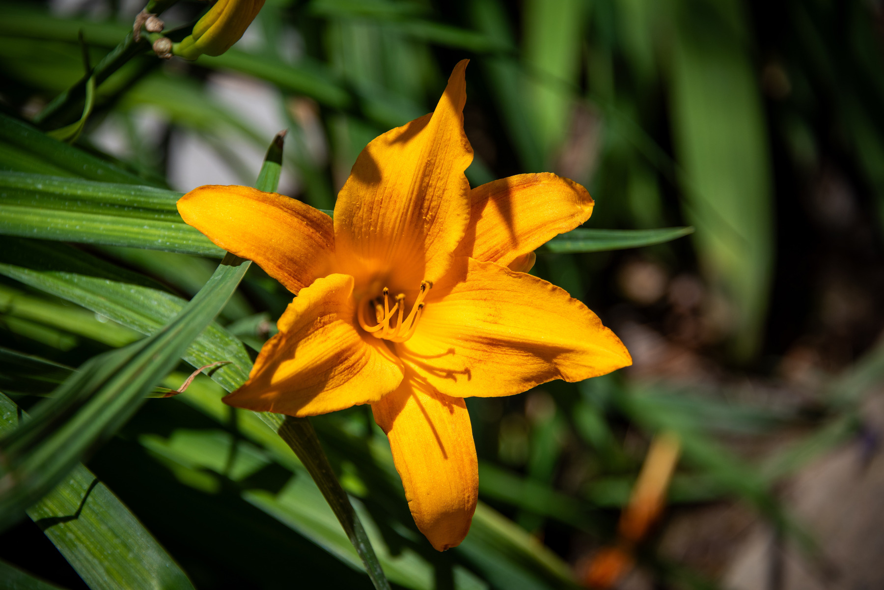 Auto-generated description: A vibrant orange lily is surrounded by long, green leaves in bright sunlight.