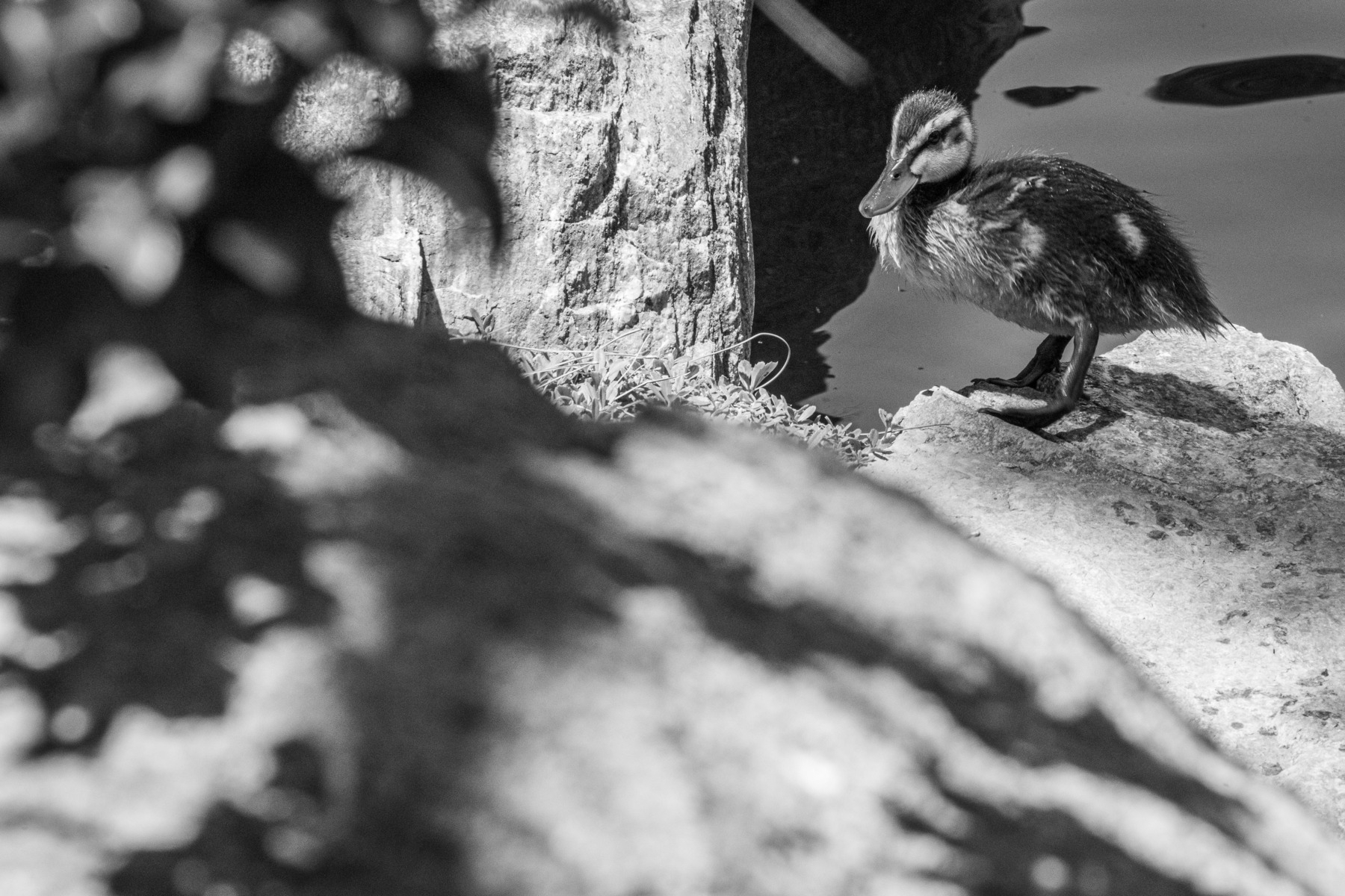 Auto-generated description: A duckling stands on a rock near the water, surrounded by natural foliage.