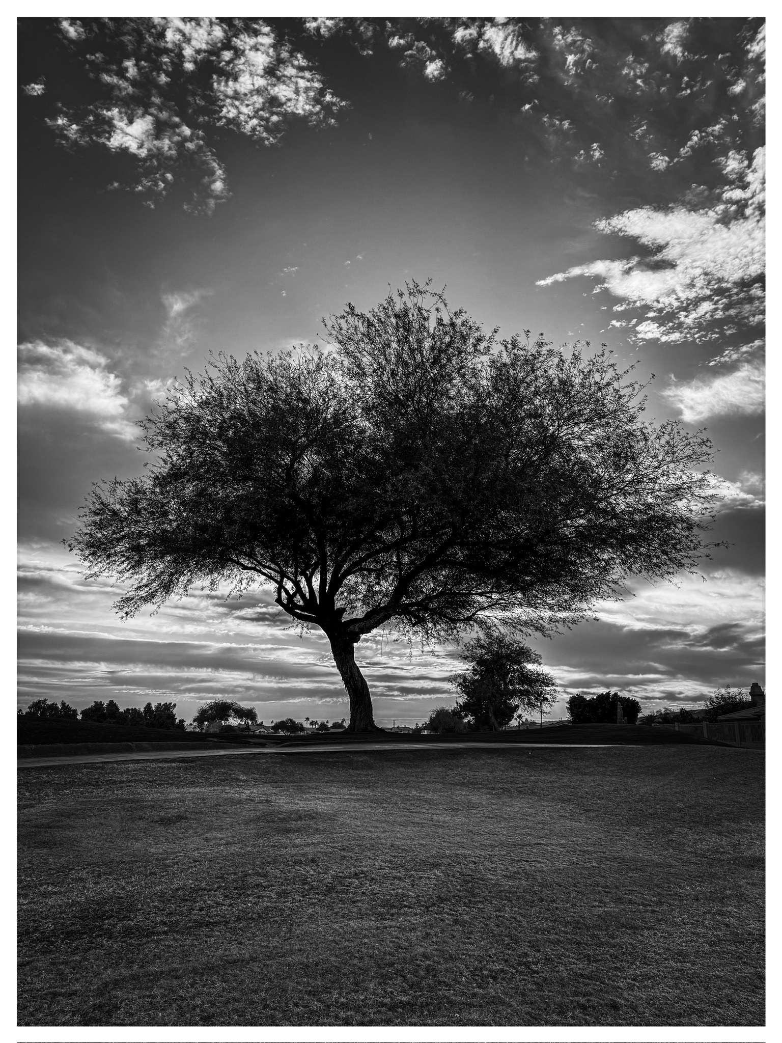 black and white photo of a lone tree.