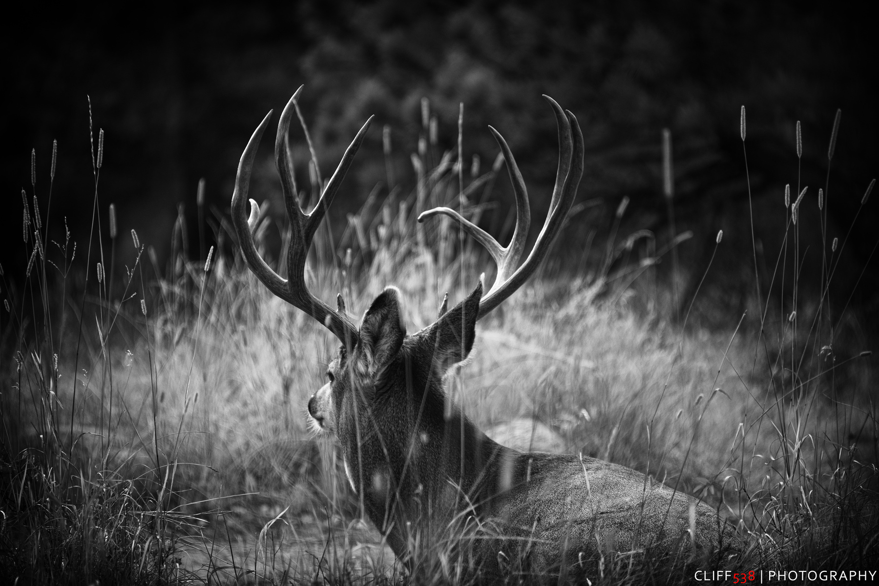 Auto-generated description: A deer with large antlers rests in tall grass, captured in black and white.