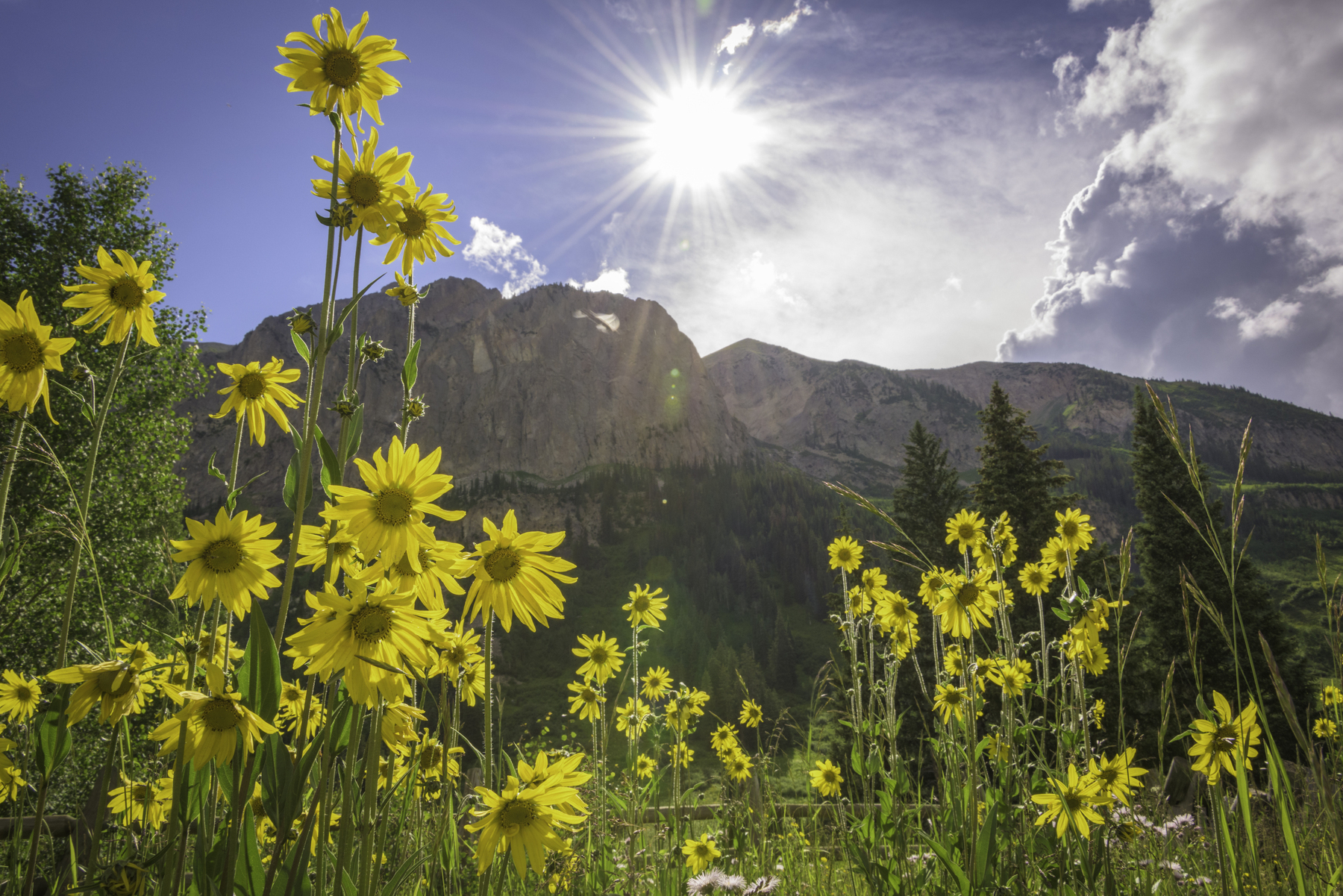 Auto-generated description: Yellow wildflowers bloom under a bright sun, with mountains and pine trees in the background.
