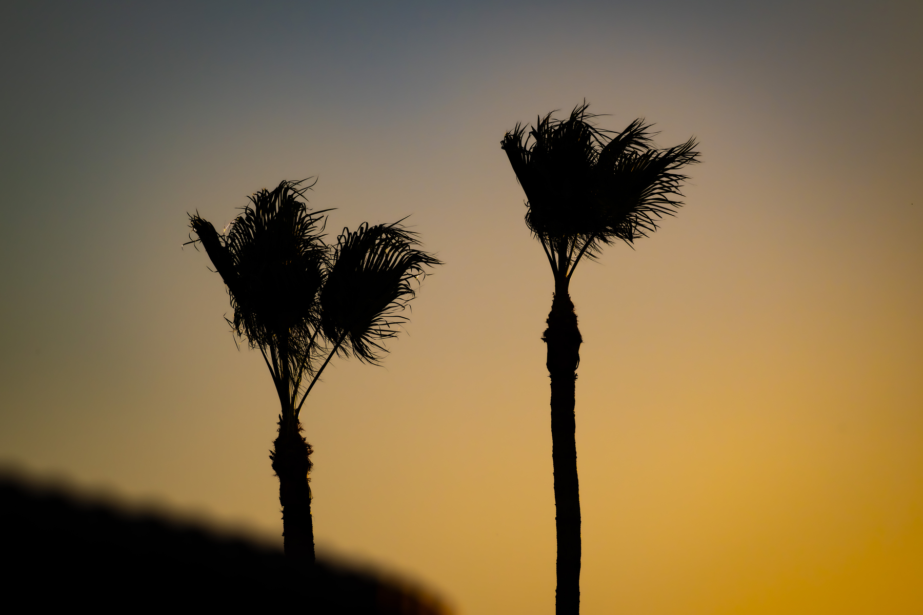 Auto-generated description: Silhouetted palm trees stand against a gradient sunset sky.