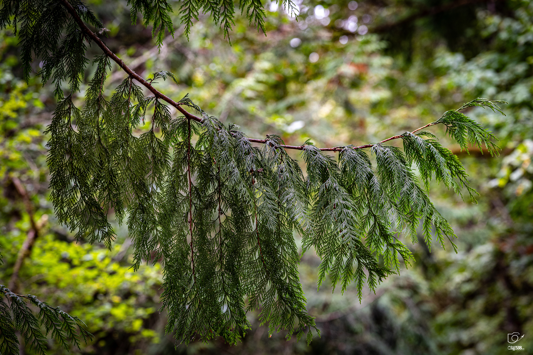Auto-generated description: A close-up of a pine tree branch with green needles is shown against a blurred forest background.