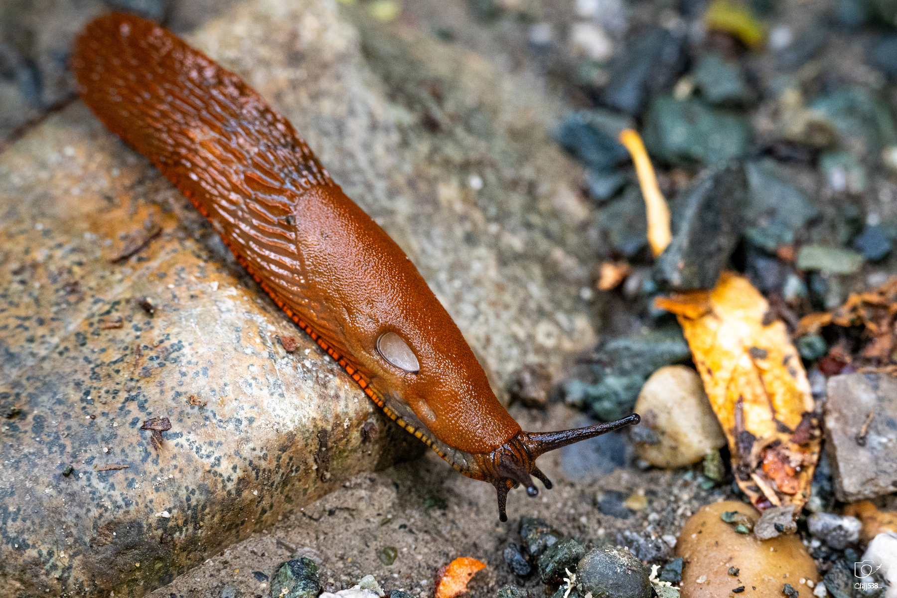 Auto-generated description: A close-up view of a reddish-brown slug crawling on a stone and dirt surface.