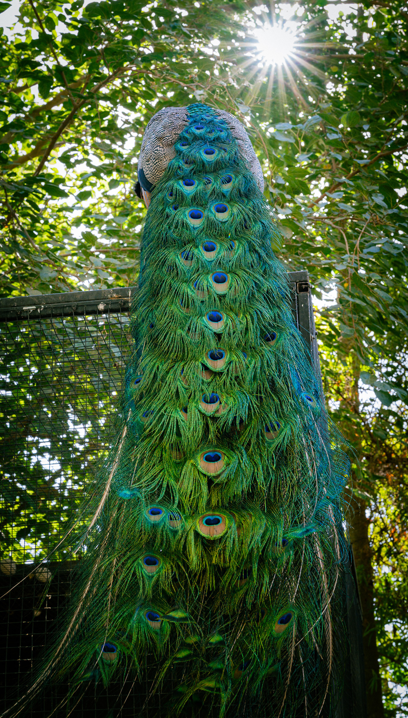 Auto-generated description: A peacock displays its long, vibrant tail feathers with eye-like patterns while perched on a fence under sunlight filtering through the trees.