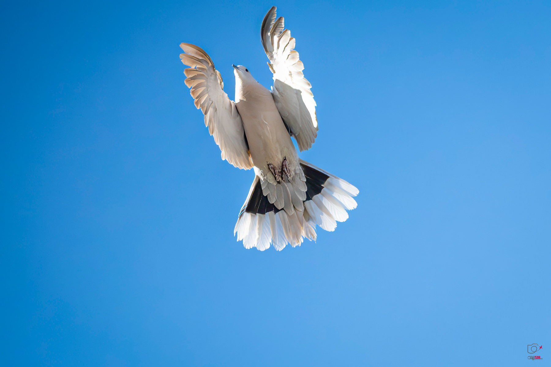 Auto-generated description: A bird is soaring in the clear blue sky, displaying its outstretched wings.