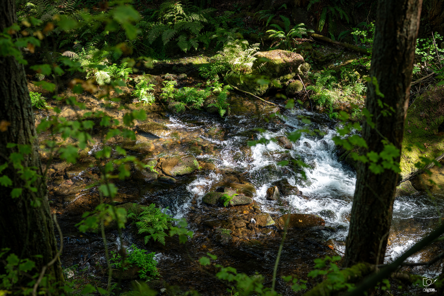 Auto-generated description: A clear stream flows over rocks surrounded by lush green foliage and trees in a forest setting.