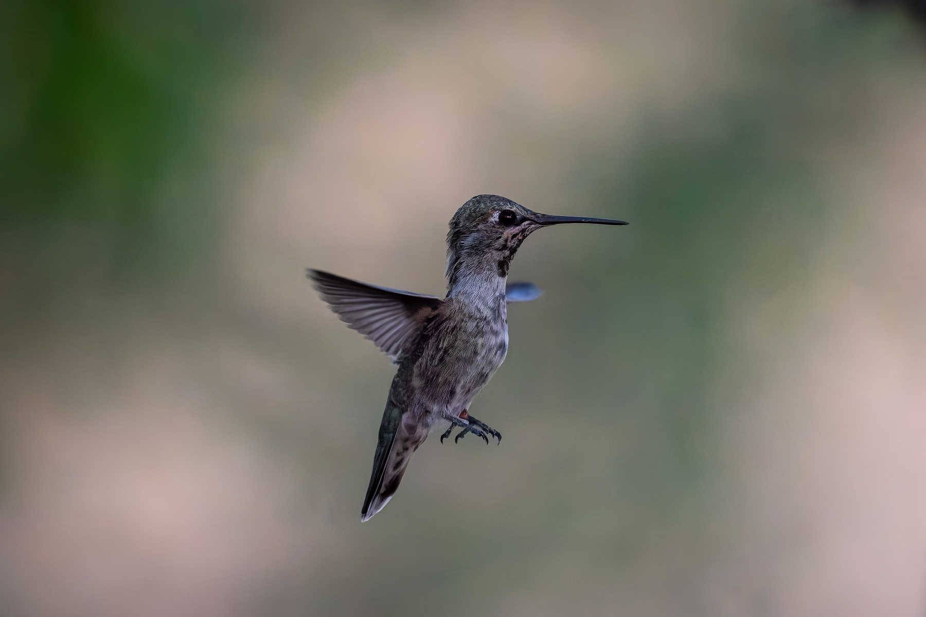 Auto-generated description: A hummingbird is captured mid-flight against a blurred natural background.