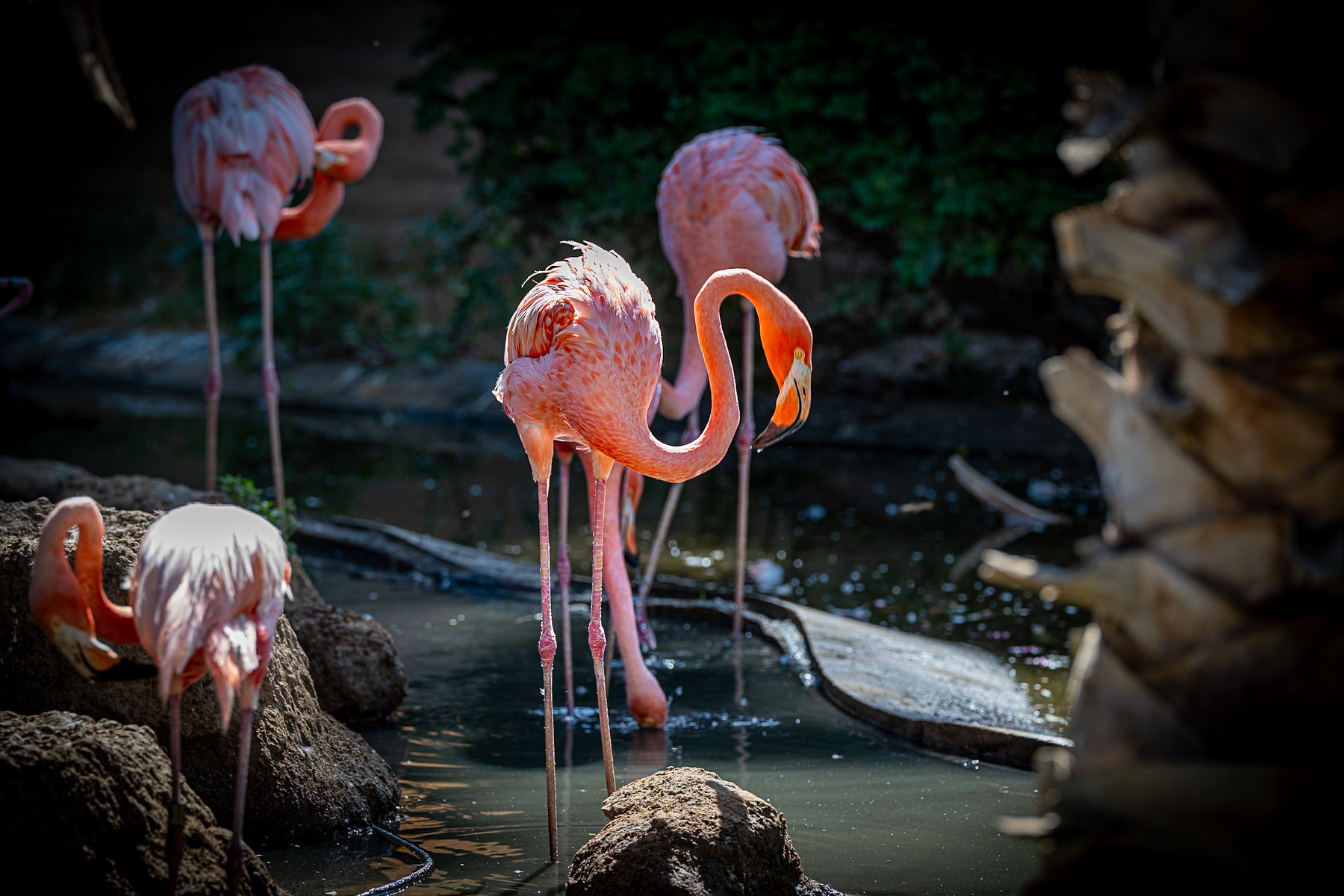 Auto-generated description: A group of flamingos with pink feathers are standing and feeding in a shallow, shaded water area surrounded by rocks and vegetation.